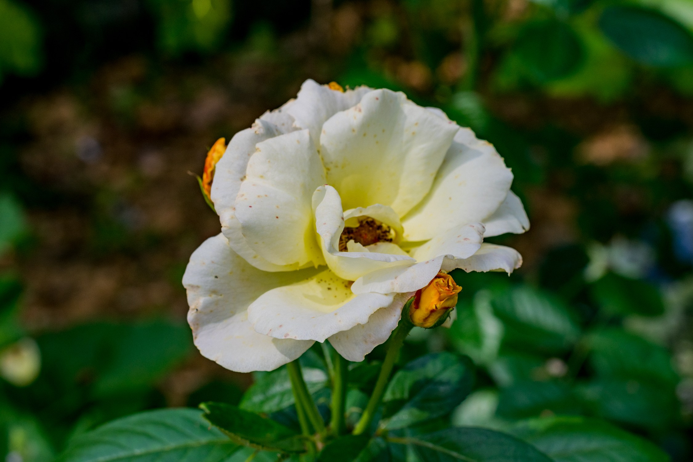 Антон Курдюмов фотограф в Хабаровске Рина Курдюмова фото27 foto27 Антон Дорофеев репортажный репортаж документалист Тони и Рина фотосоздатели Виноградники Хехцир 2024 Хабаровск виноград дикий фермер фермерство дачный сезон