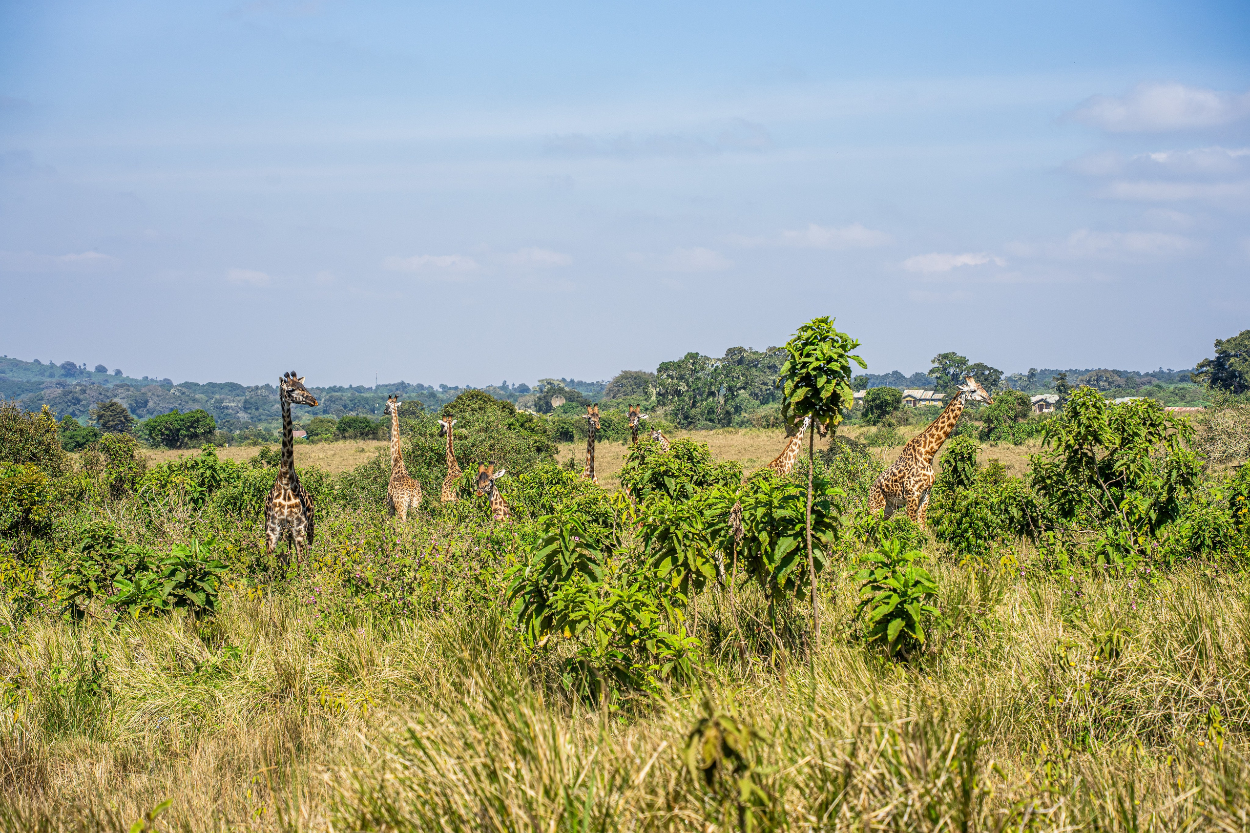 Танзания, сафари, 2025. Творческие сьемки