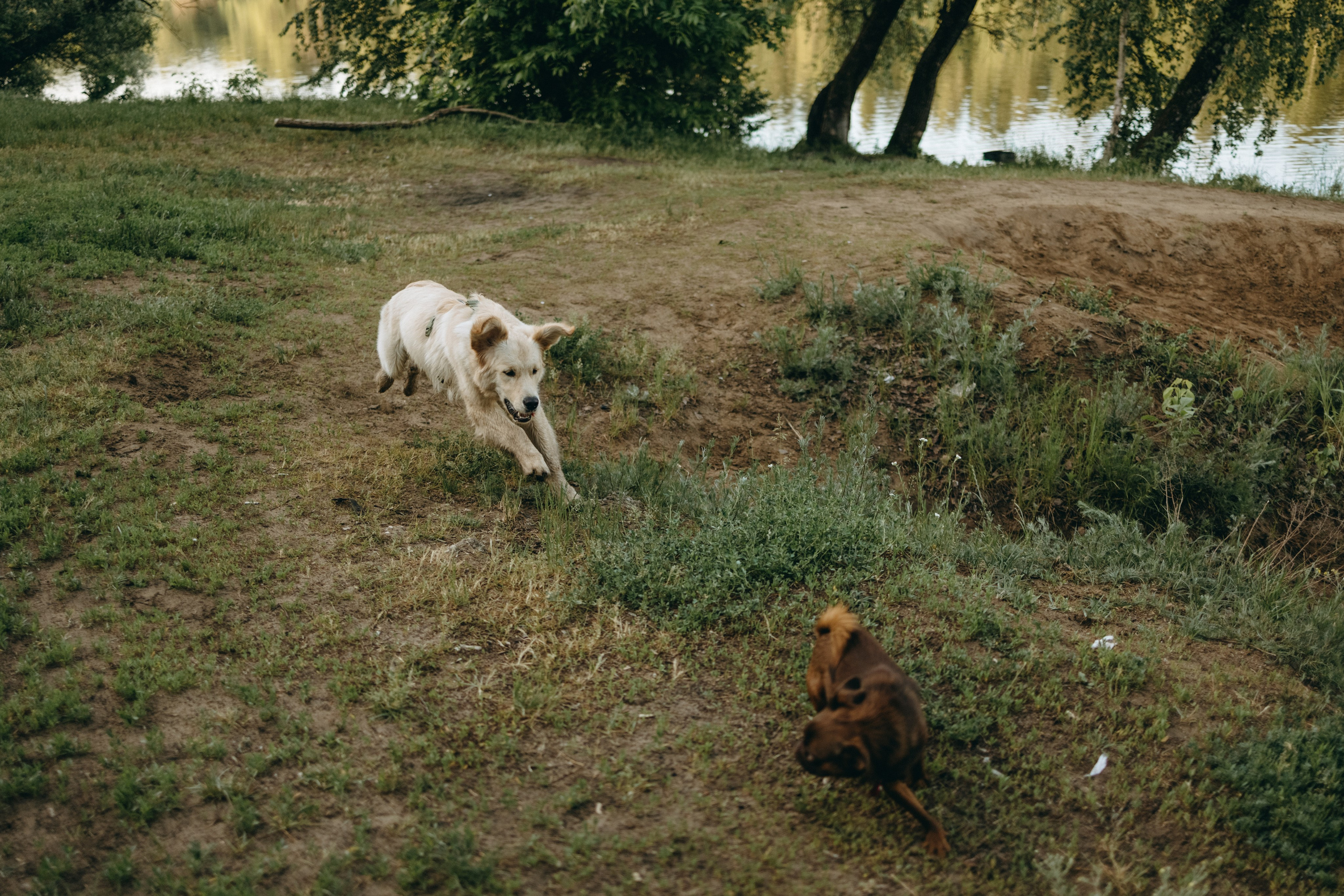 Екатерина и Лёня. Фотограф — Анималист | Санкт-Петербург