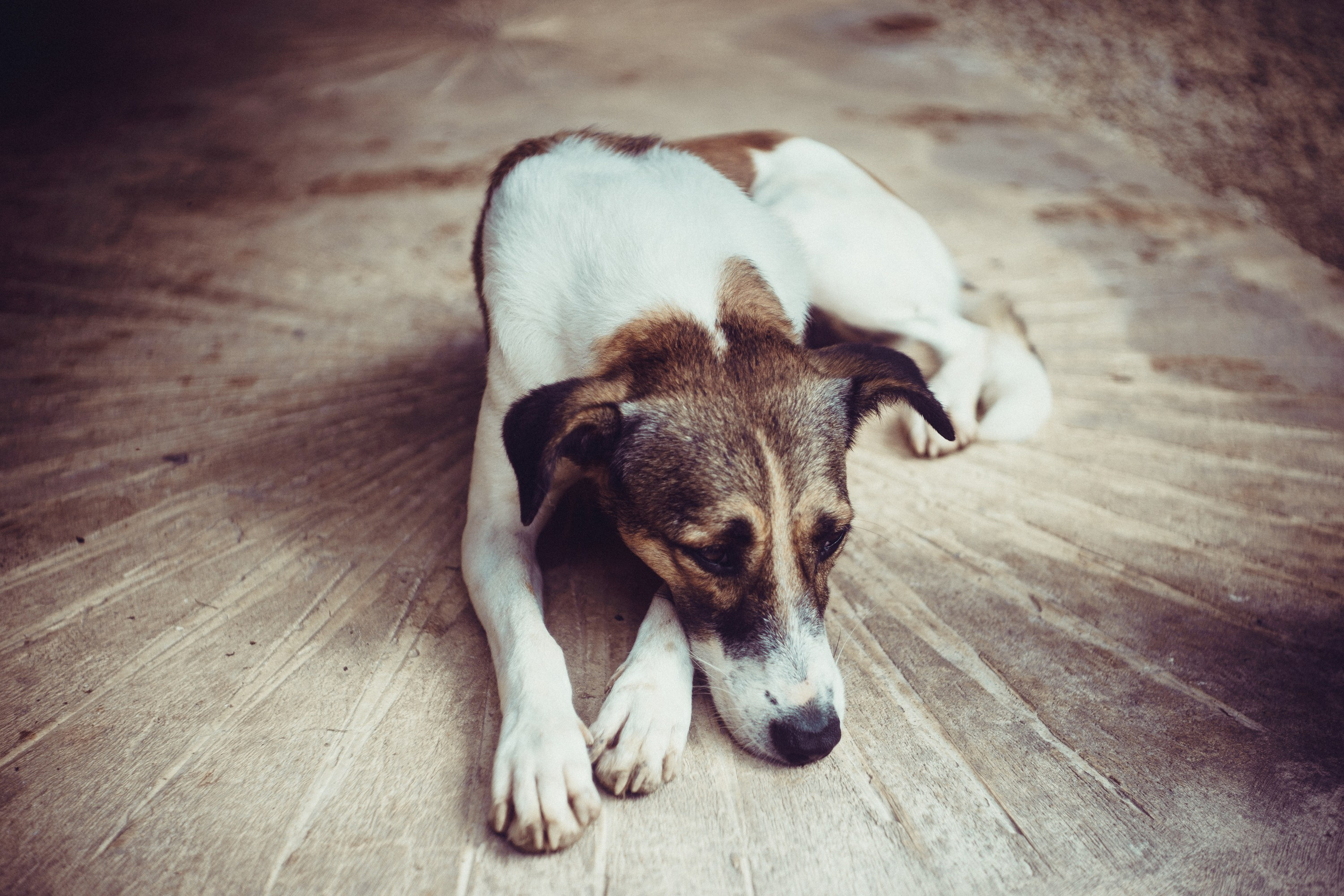 Фото из путешествия. Собака в Мексике.