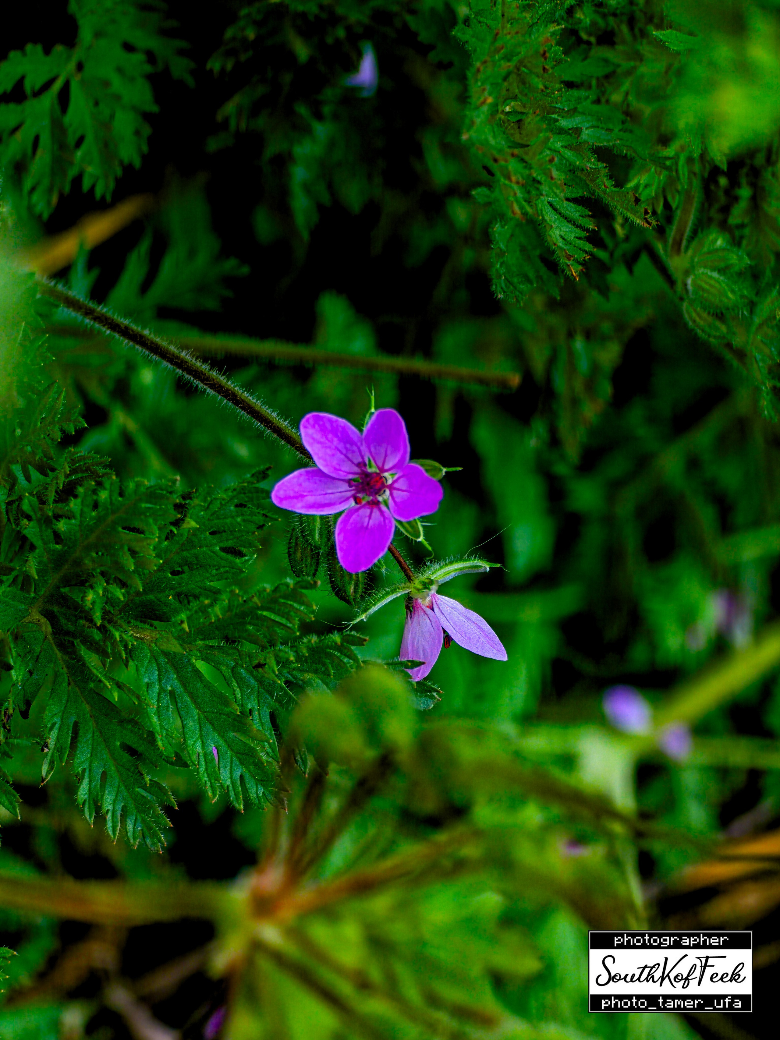 Цветы?. Photo Tamer Ufa