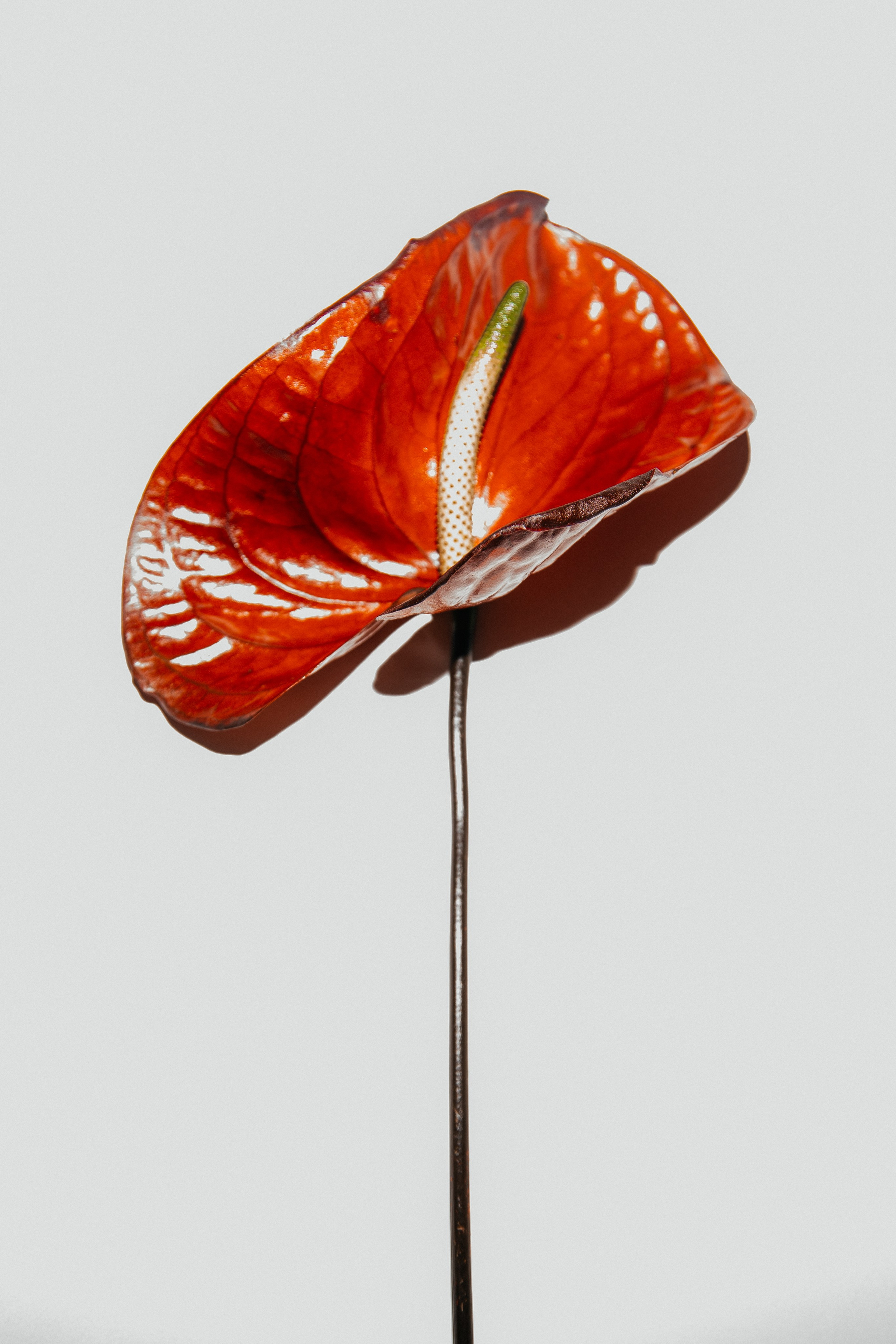 Simak's. Фотограф в Астрахани Радмир Баймухамедов