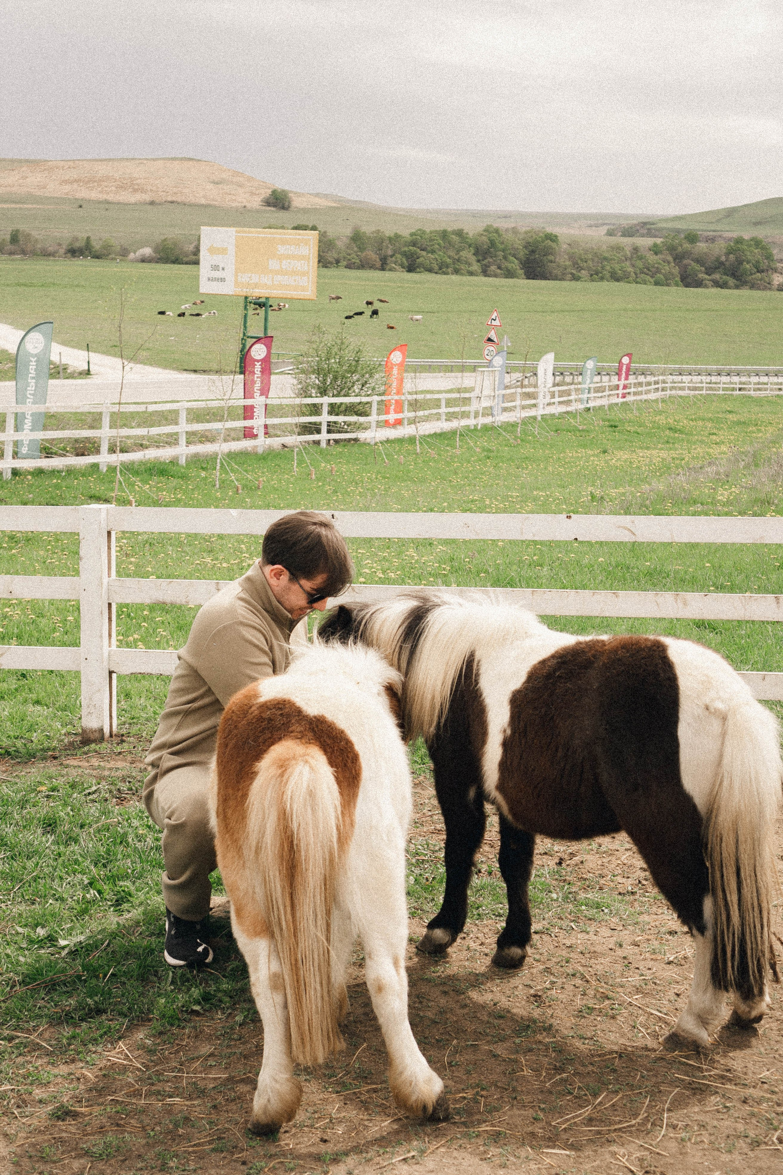 Ферма Альпак. Профессиональный фотограф, Санкт-Петербург — Виктория Богомолова