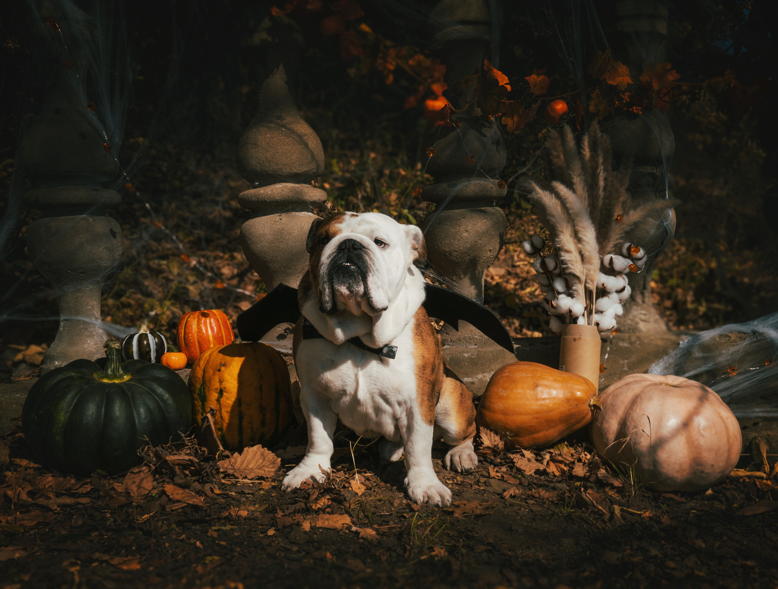 Хэллоуин. Семейный фотограф анималист г. Находка