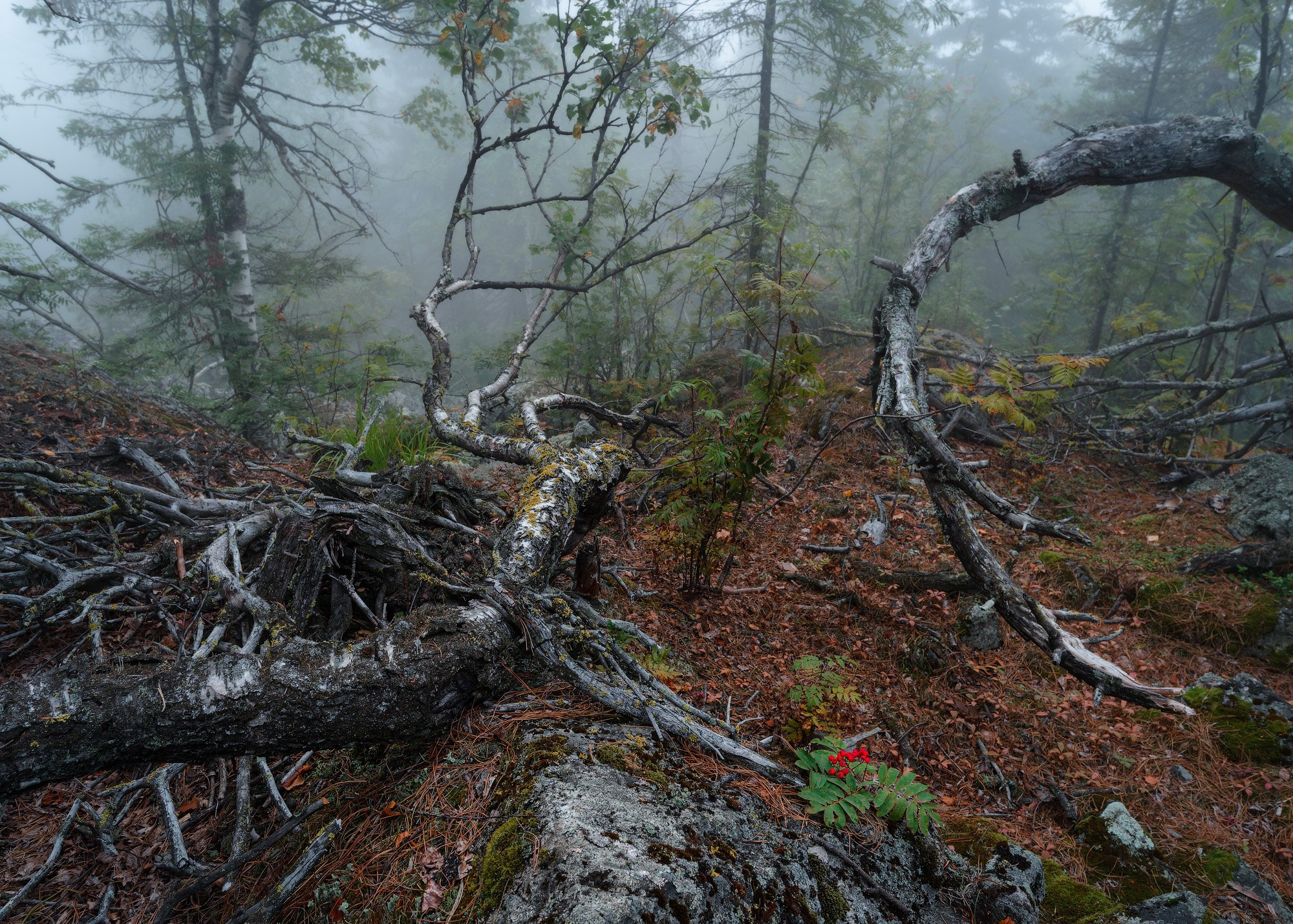 Фотографии природы Урала раскрывают красоту туманного леса на горе Белая летом.