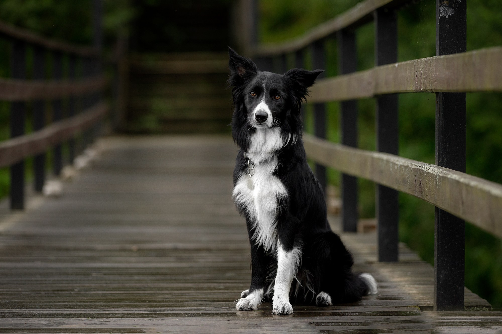 Стив и Аня. Фотопрогулка в Горыныче. Фотограф-анималист в Калуге Мария Шерскова