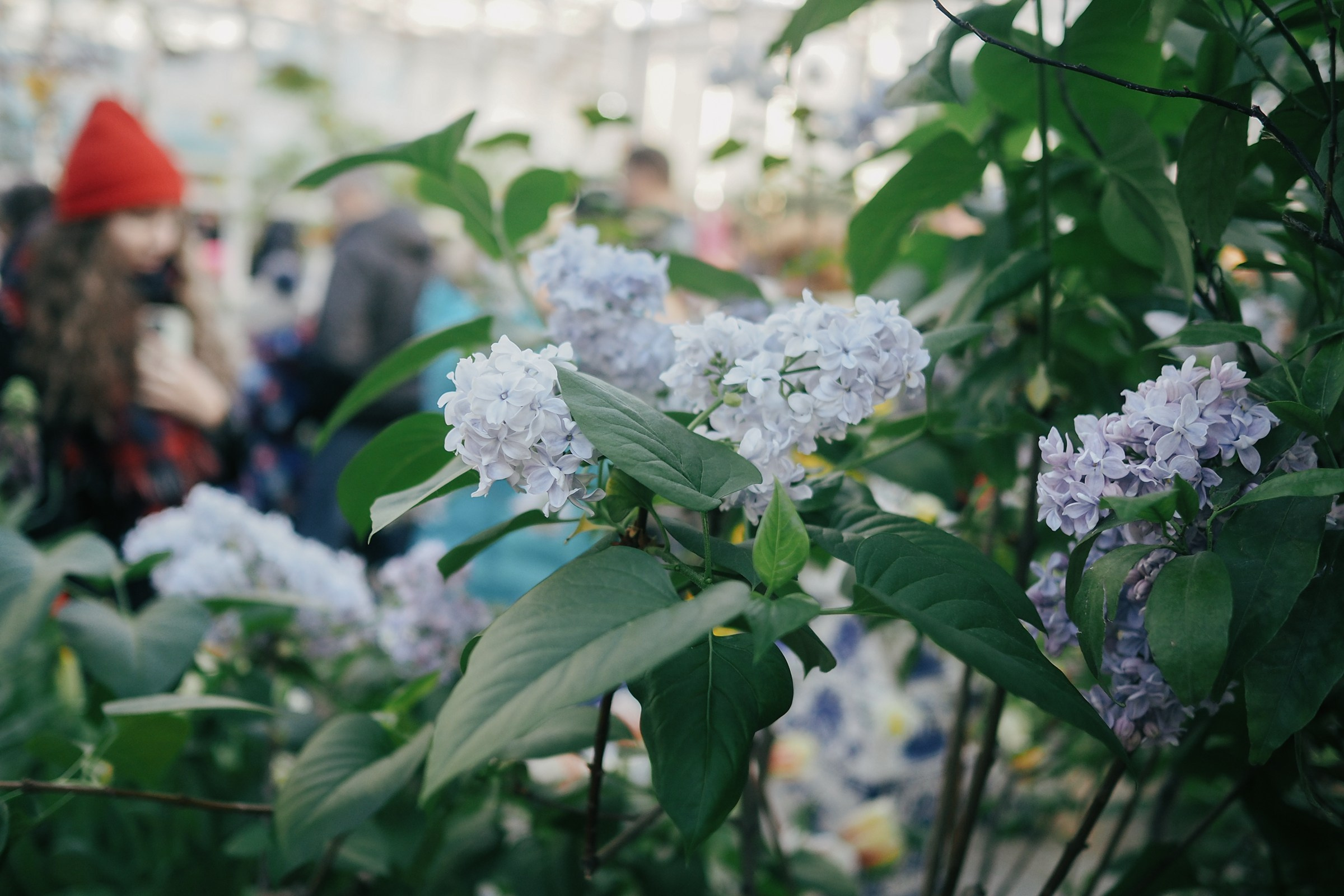 Аптекарский огород. Маруся Машкова • Фотограф в Москве