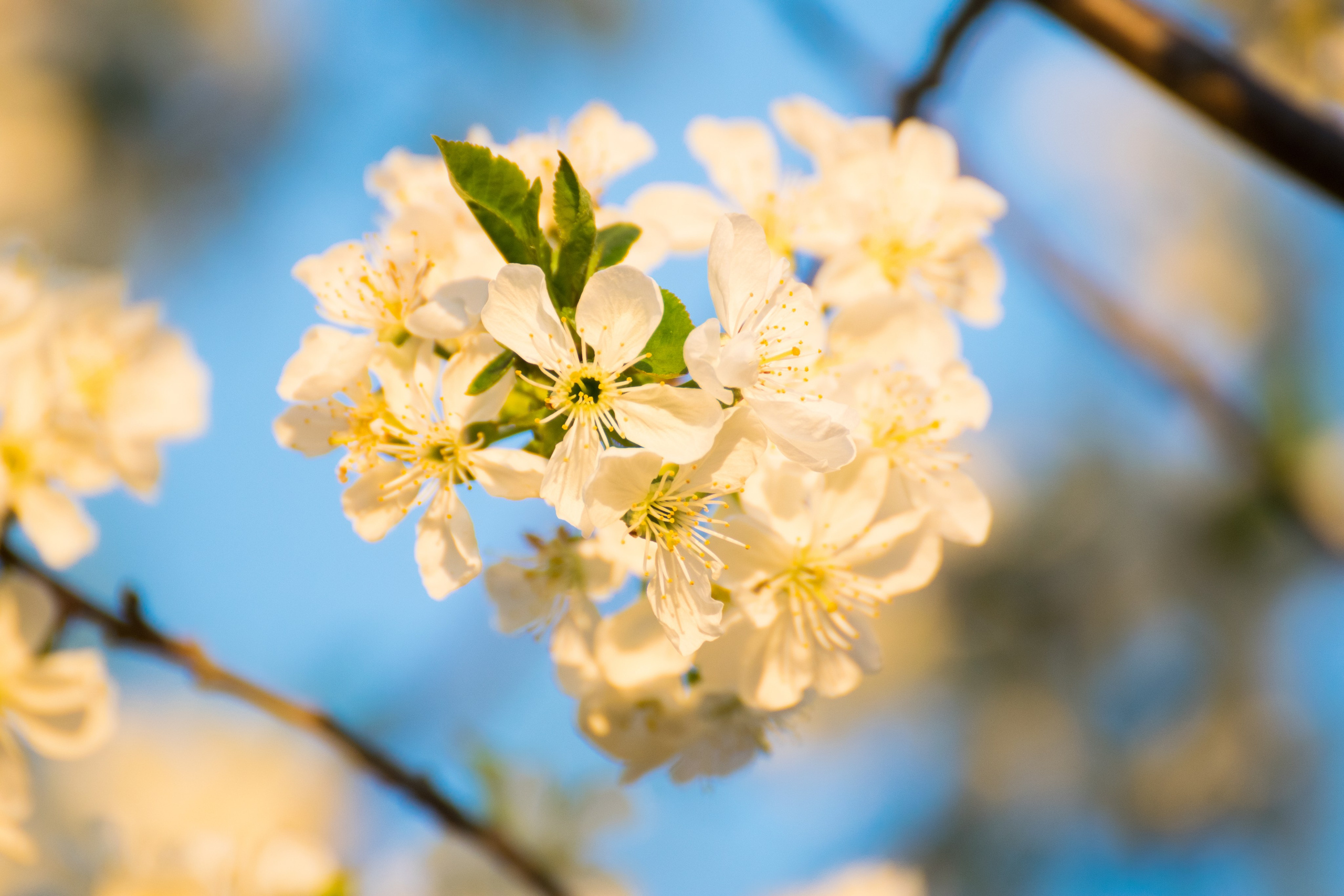 Цветы. Фотограф Вадим Хмурковский