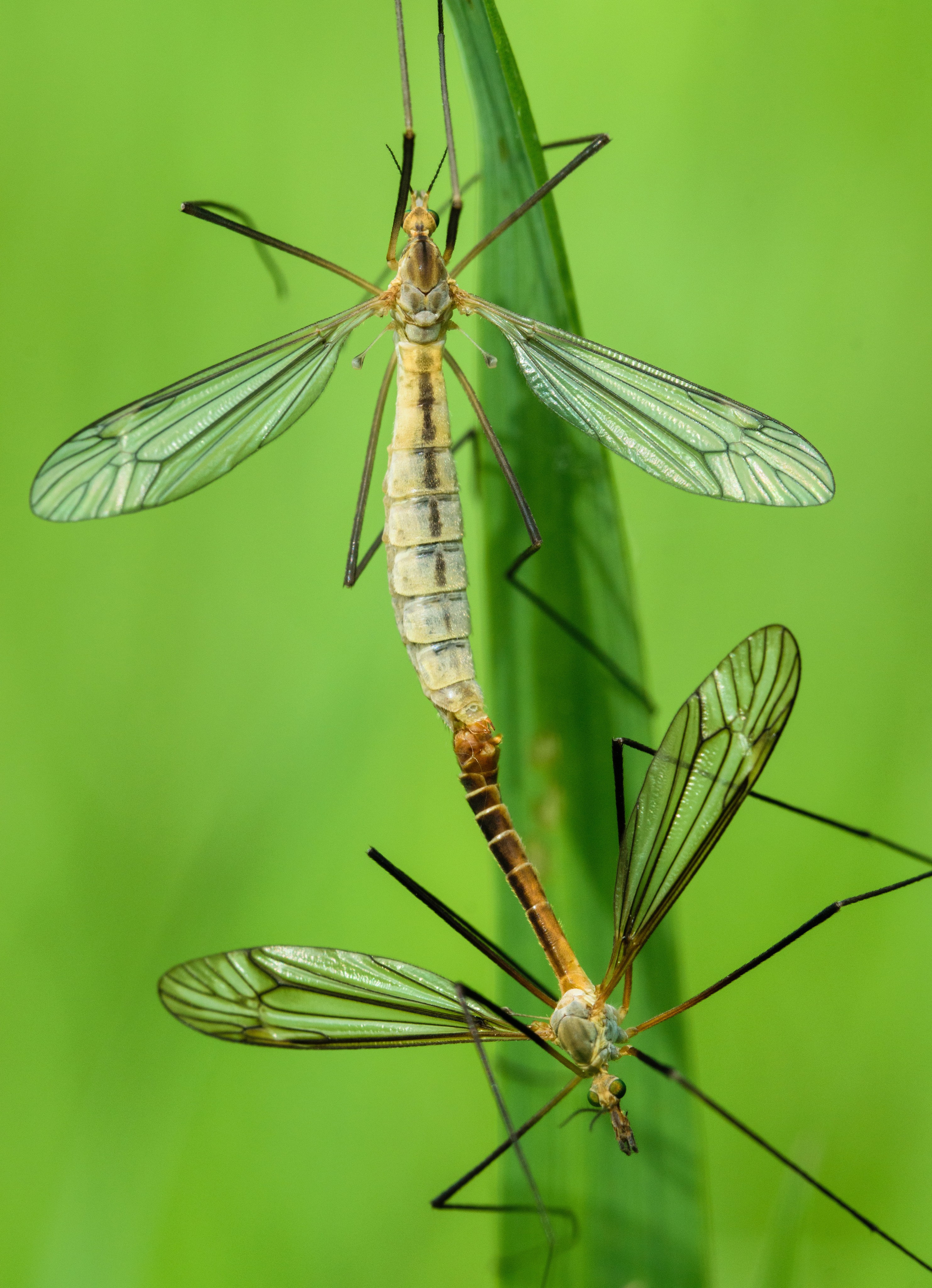 Насекомые. Фотограф Вадим Хмурковский