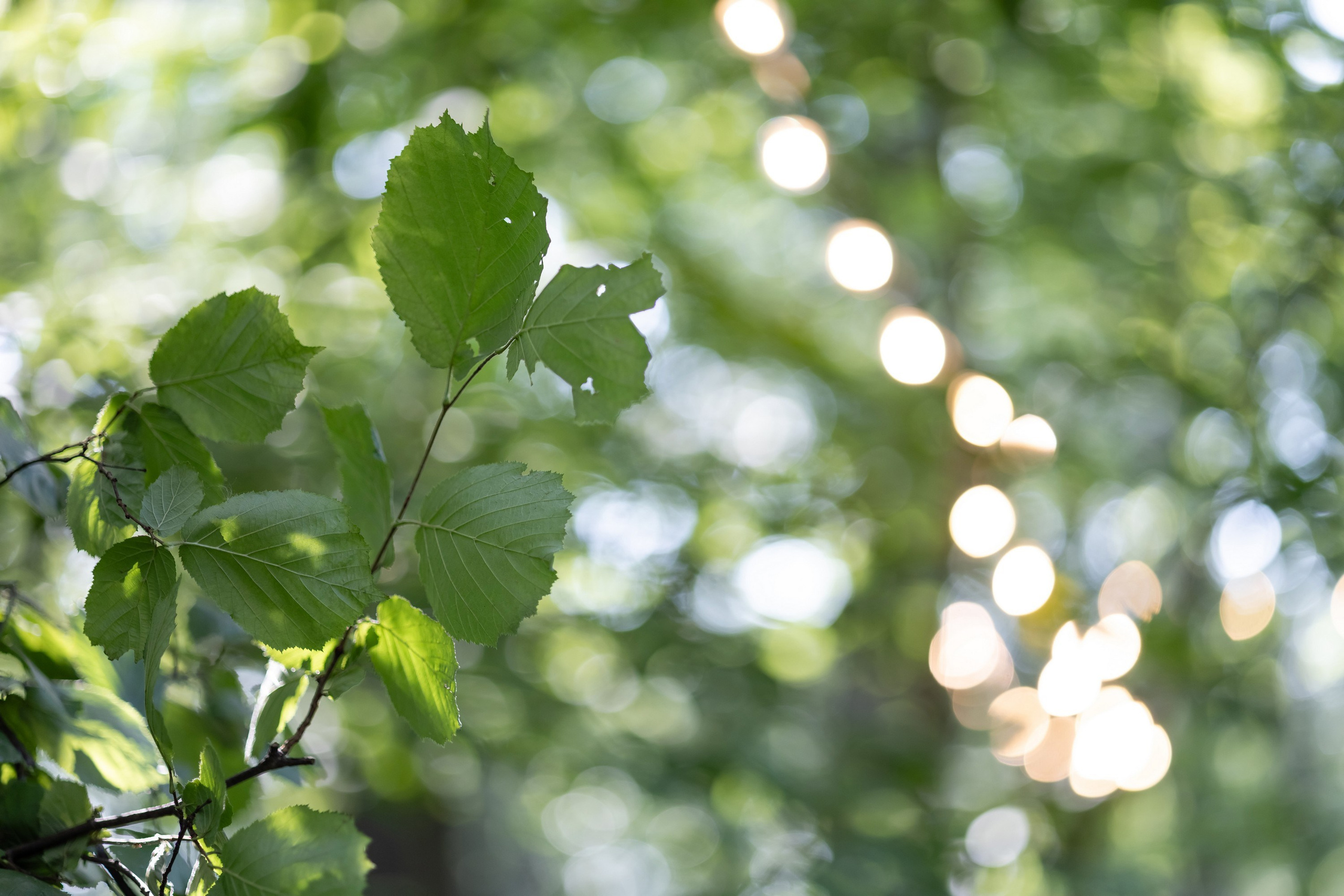 Валерия и Иван. Татьяна Чернышова свадебный фотограф Москва