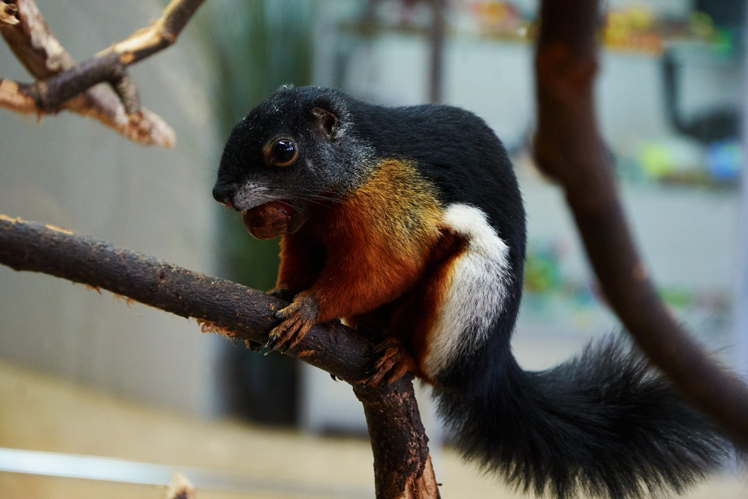 Костромской экзотариум. Ольга Чёкотова (Фотограф Кострома)