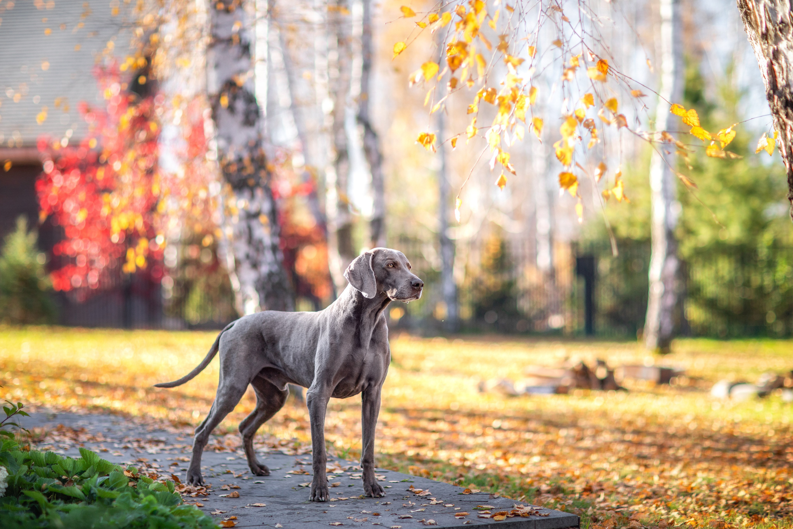 Фотограф для Вашей собаки