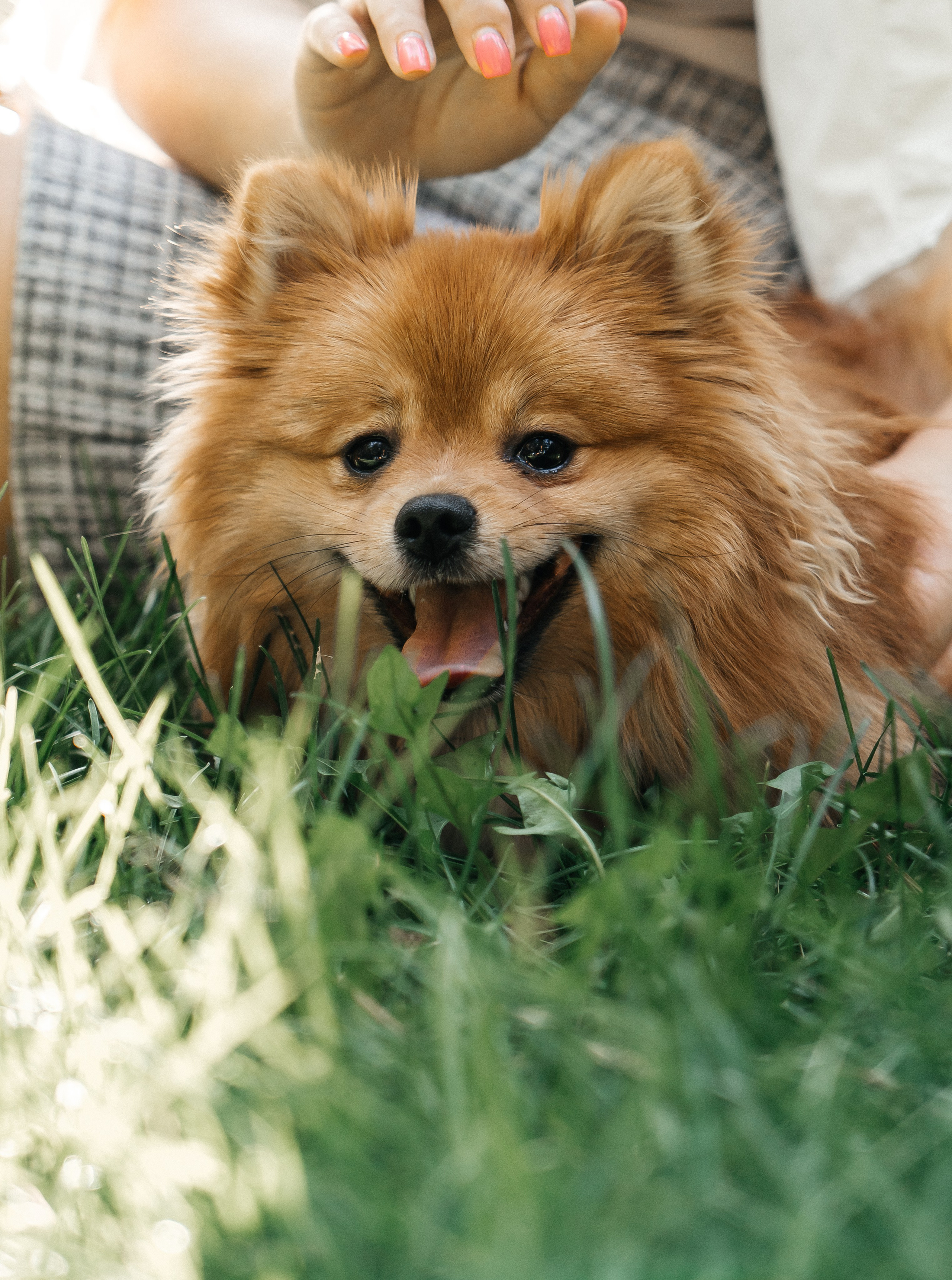 Yana and Percy. Фотограф Волгоград