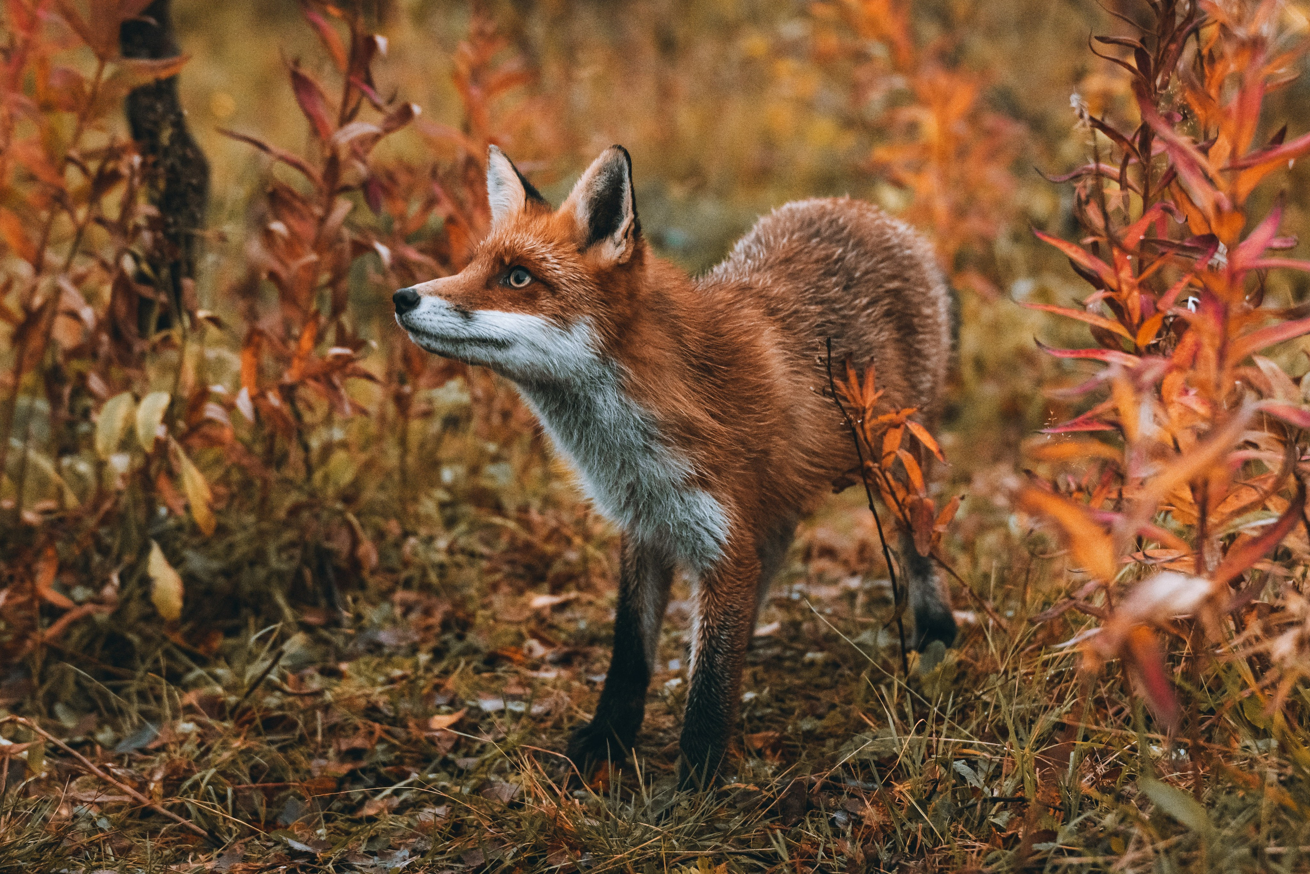 СЕВЕР. Event фотограф Степанова Александра