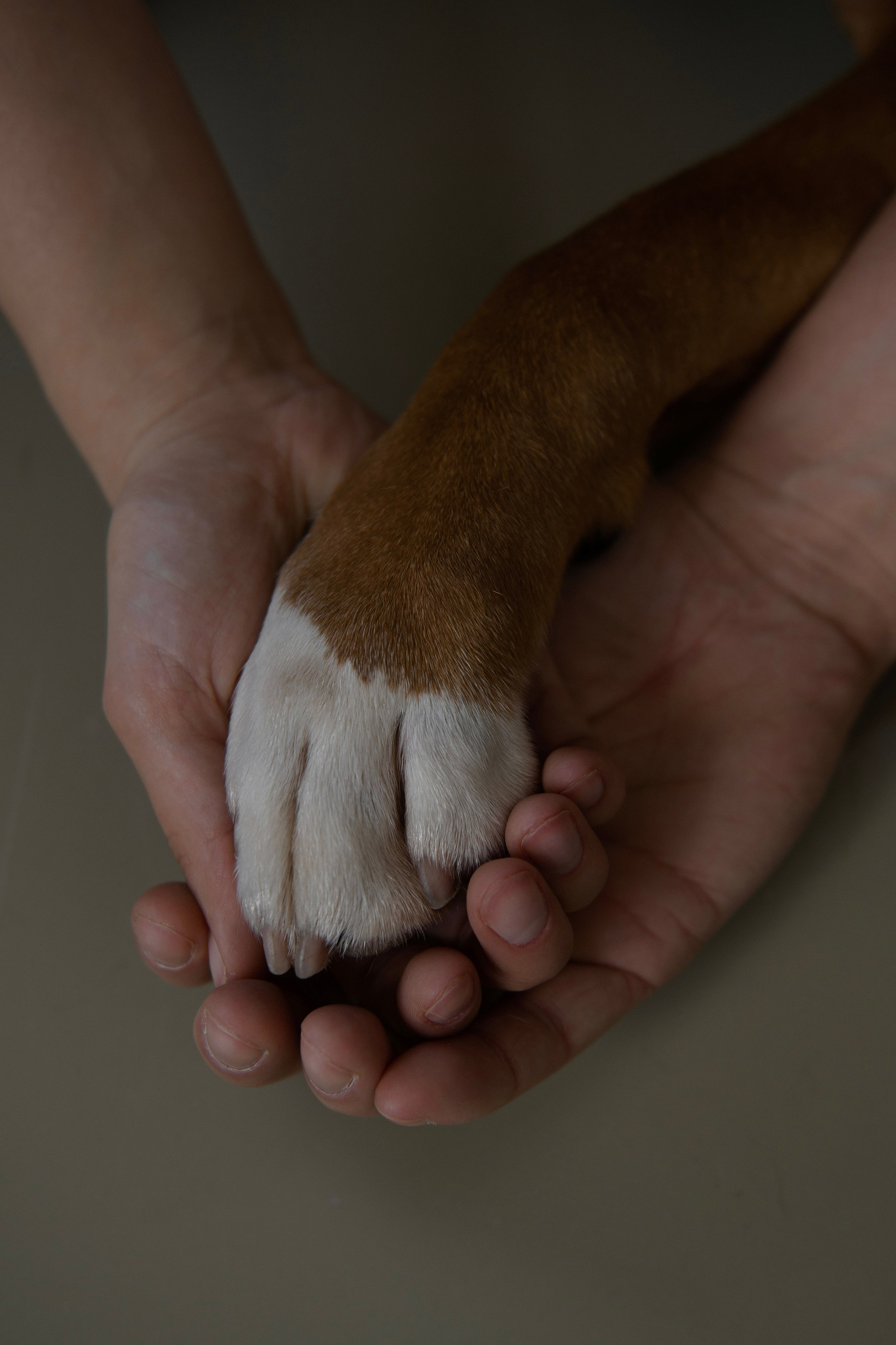 БароНовая любовь. Свадебный и женский фотограф в Ставрополе Вика Лексеева