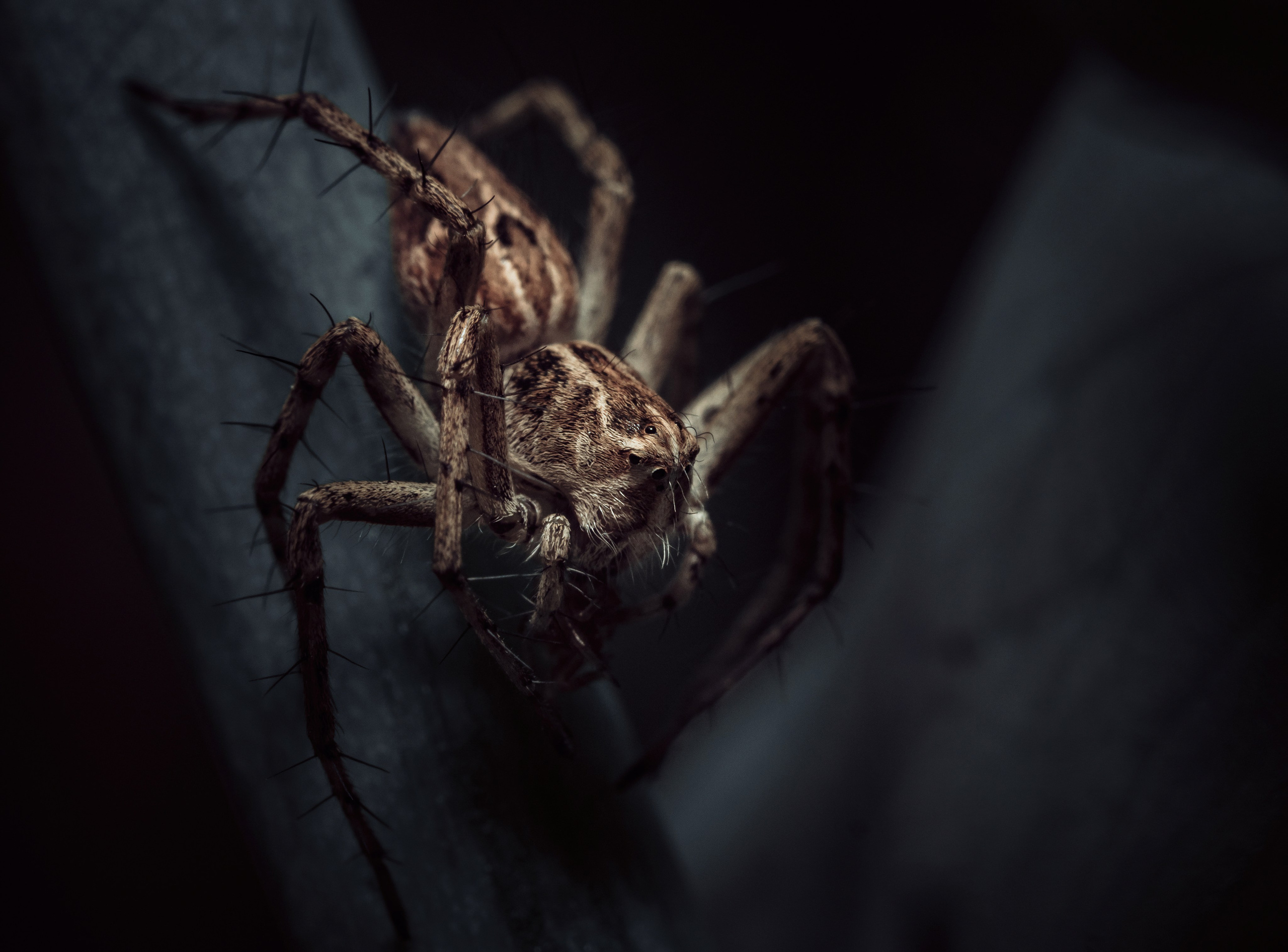 Пауки. Oles Paritskiy