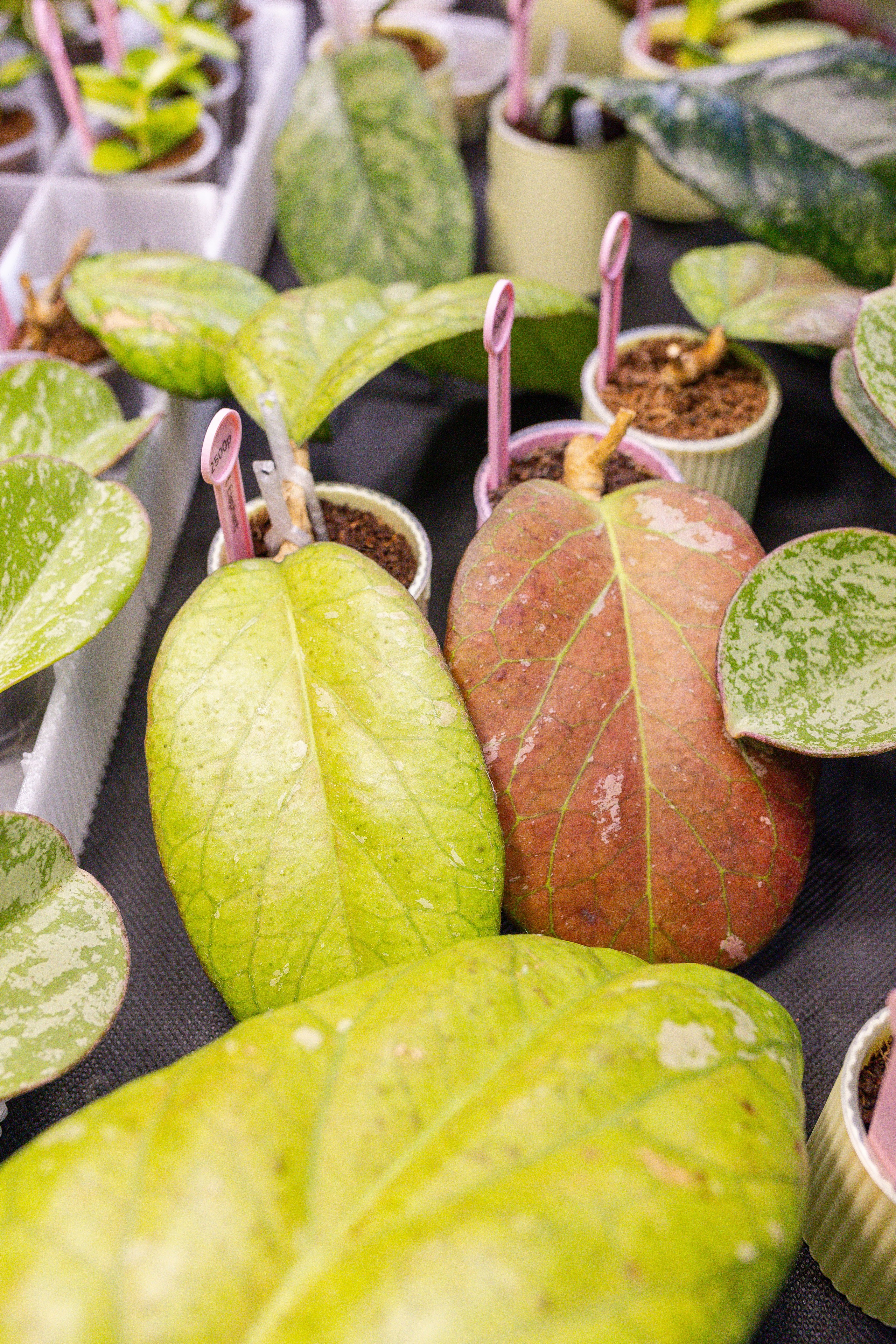 Монстериум 11–12 октября. Александра Куликова фотограф, Москва