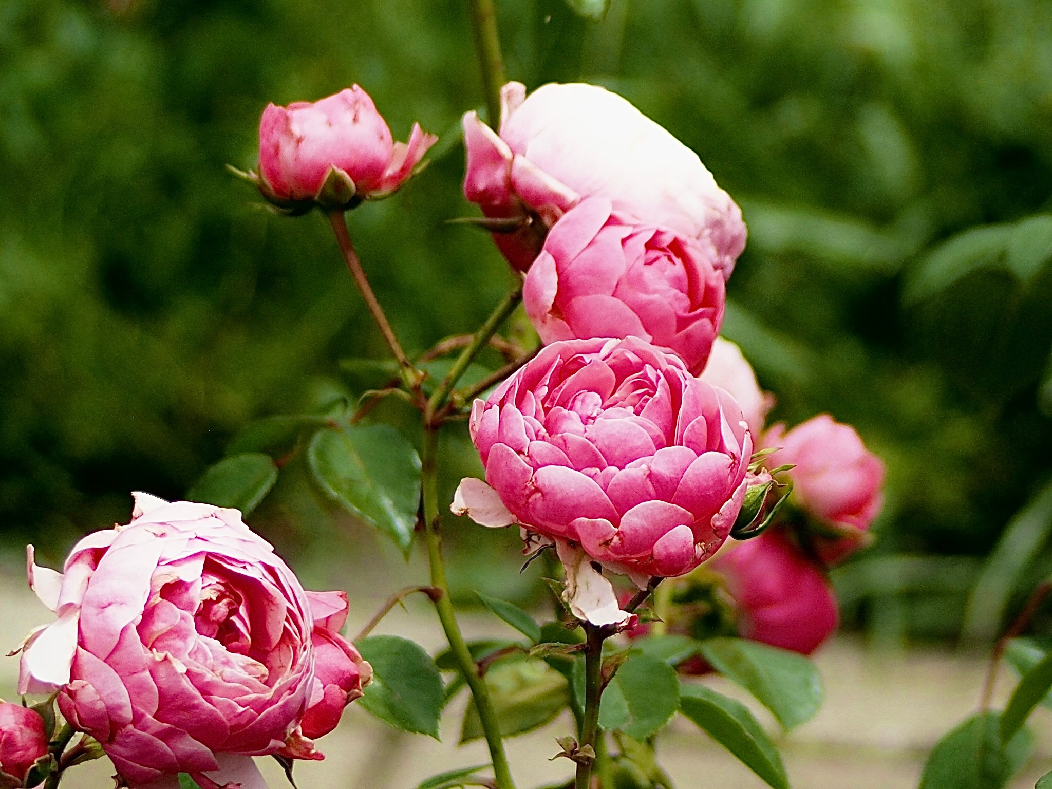 Макро любовь. Смотри, красота!