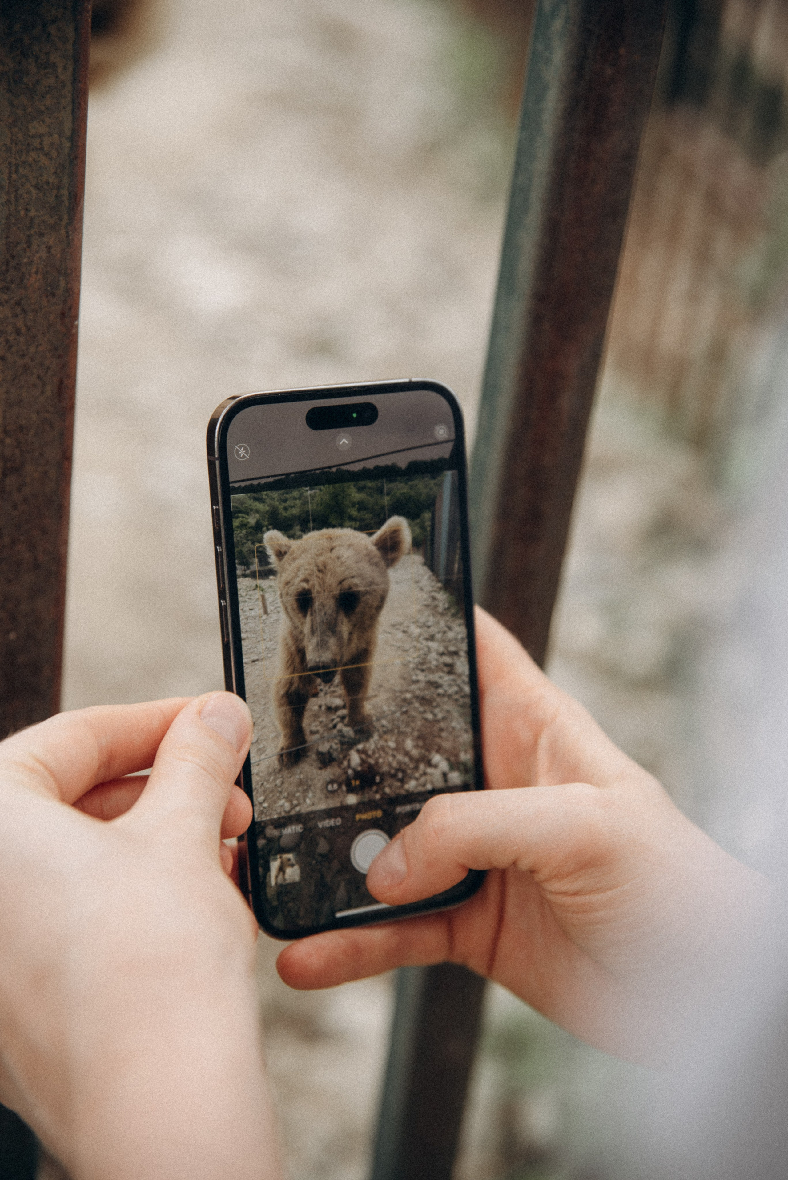 Медвежий приют, Мамкода, Грузия 🇬🇪 «Honey Trip». Anita_photo