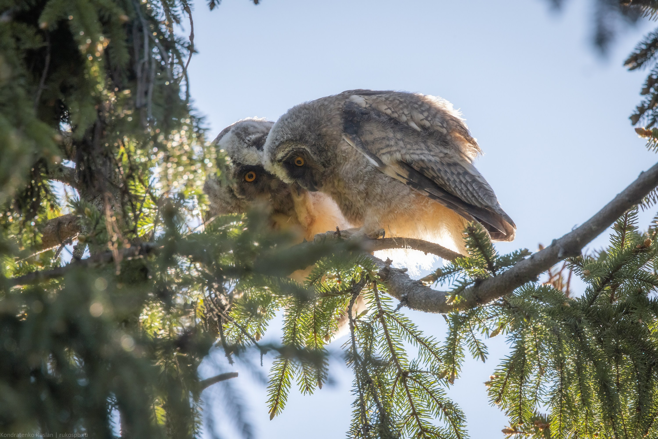 Ушастая сова. Архитектурный и пейзажный фотограф Кондратенко Руслан, Санкт-Петербург