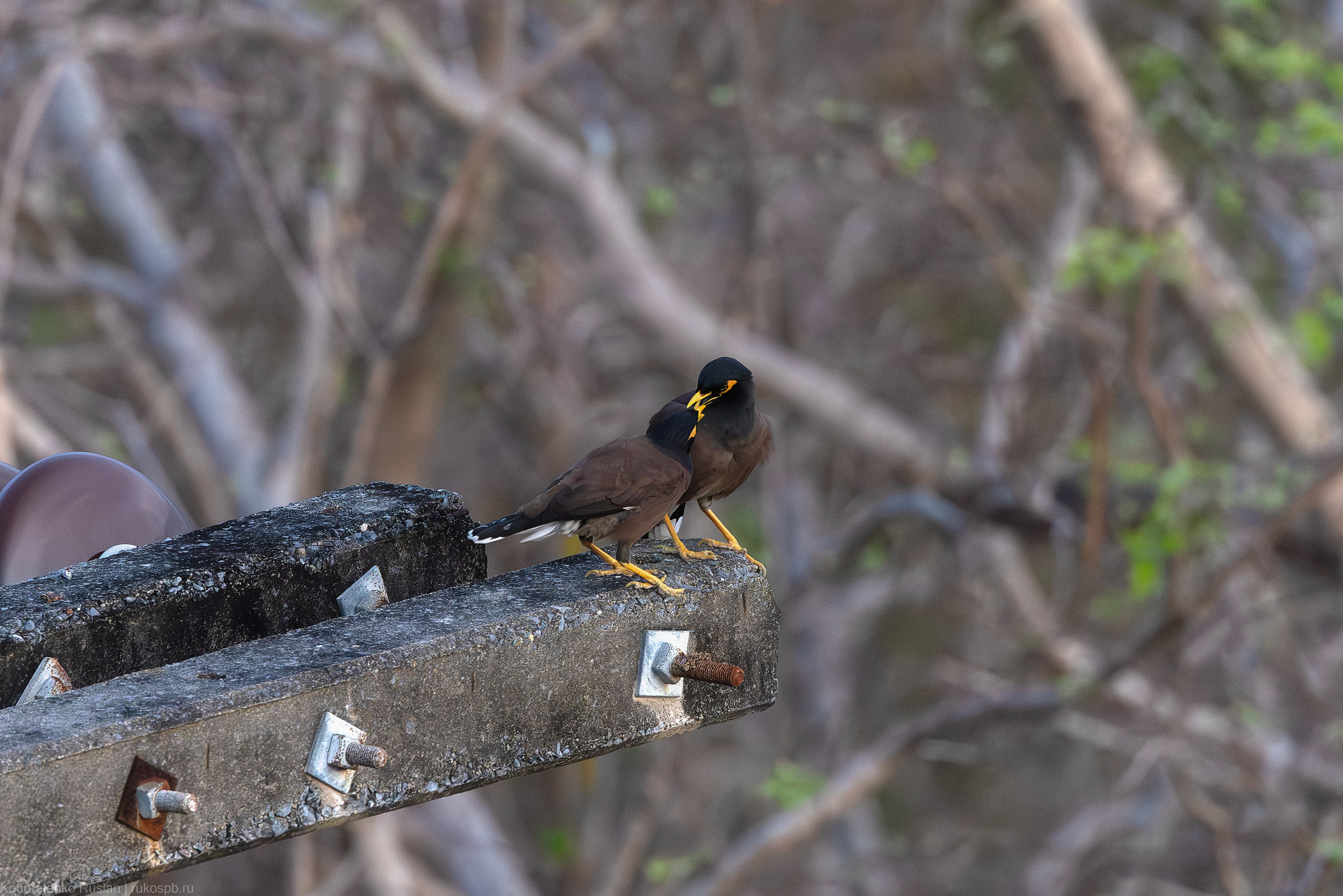 Обыкновенная майна. Архитектурный и пейзажный фотограф Кондратенко Руслан, Санкт-Петербург