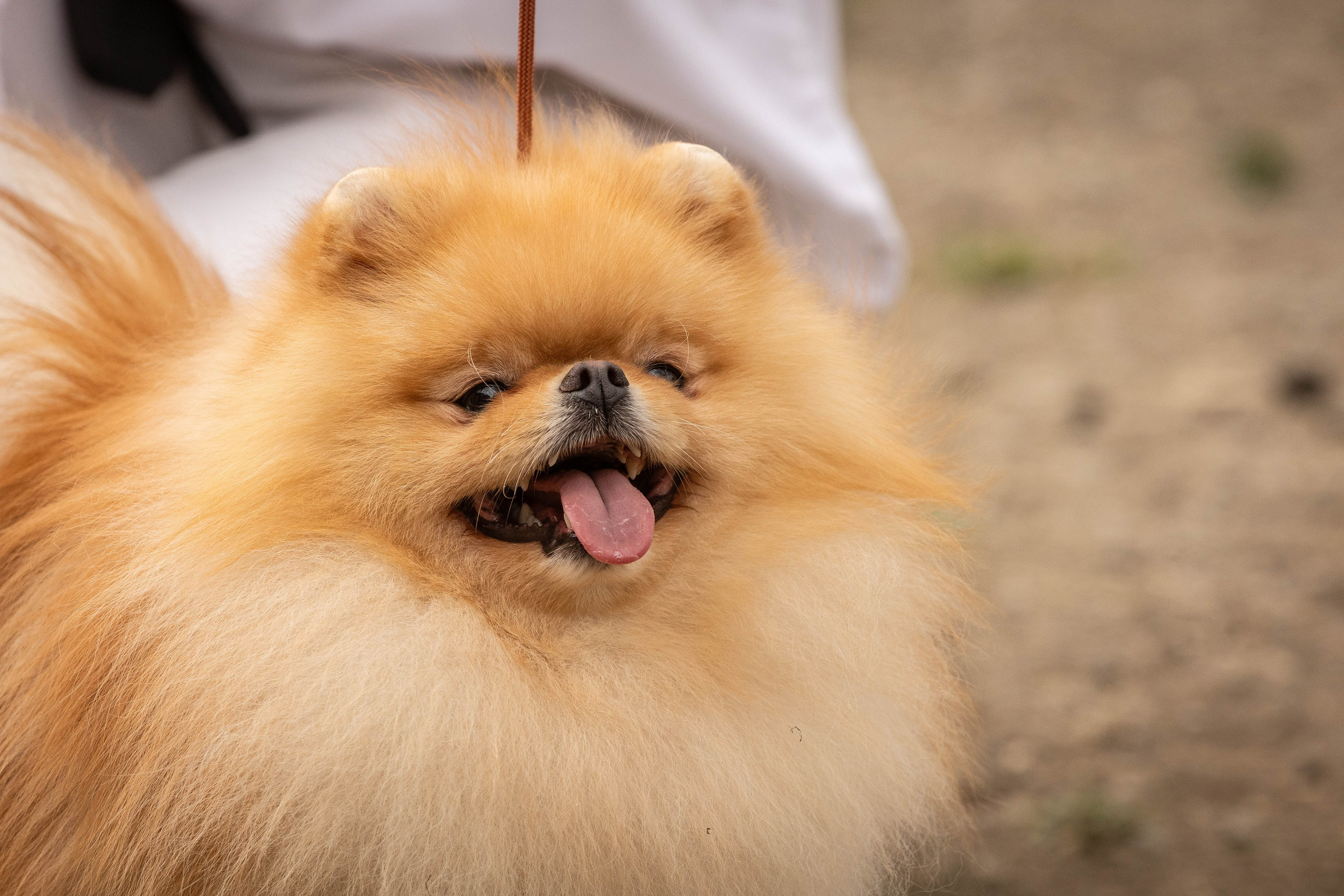 Репортаж (фото с выставок). Фотограф-АниМалист Анна Абрамова
