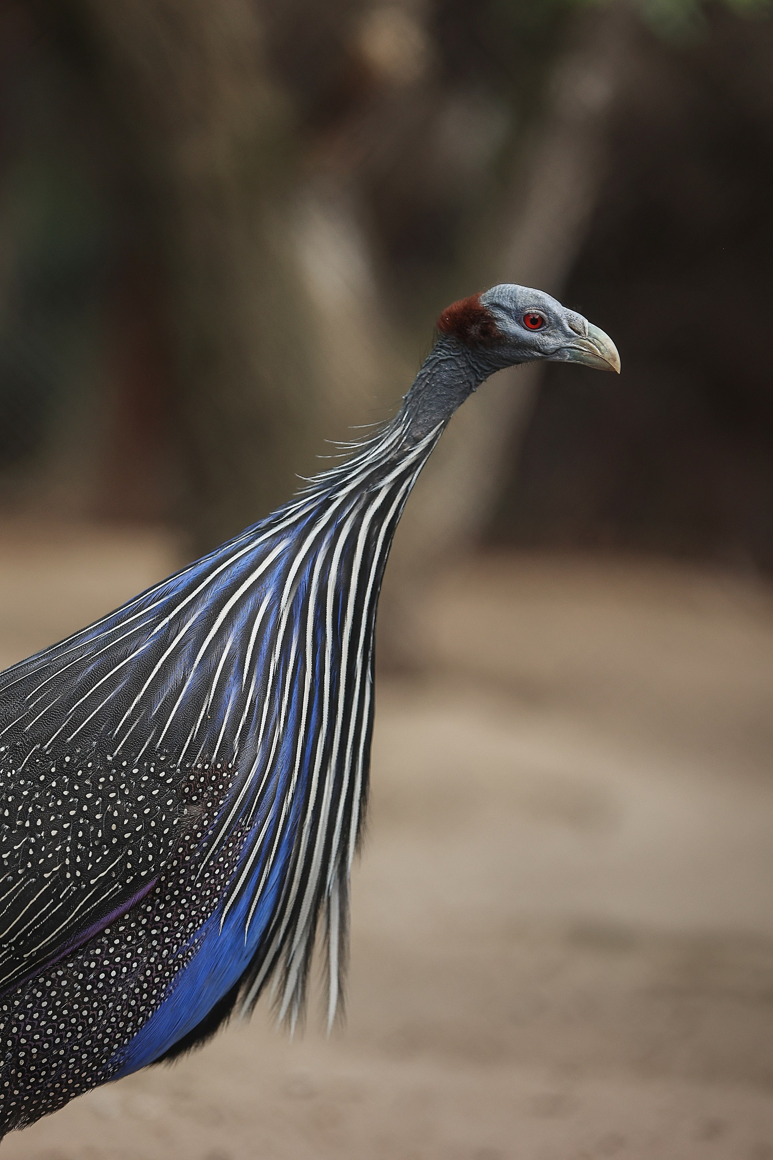 Зоопарк Малинки. Фотограф-АниМалист Анна Абрамова