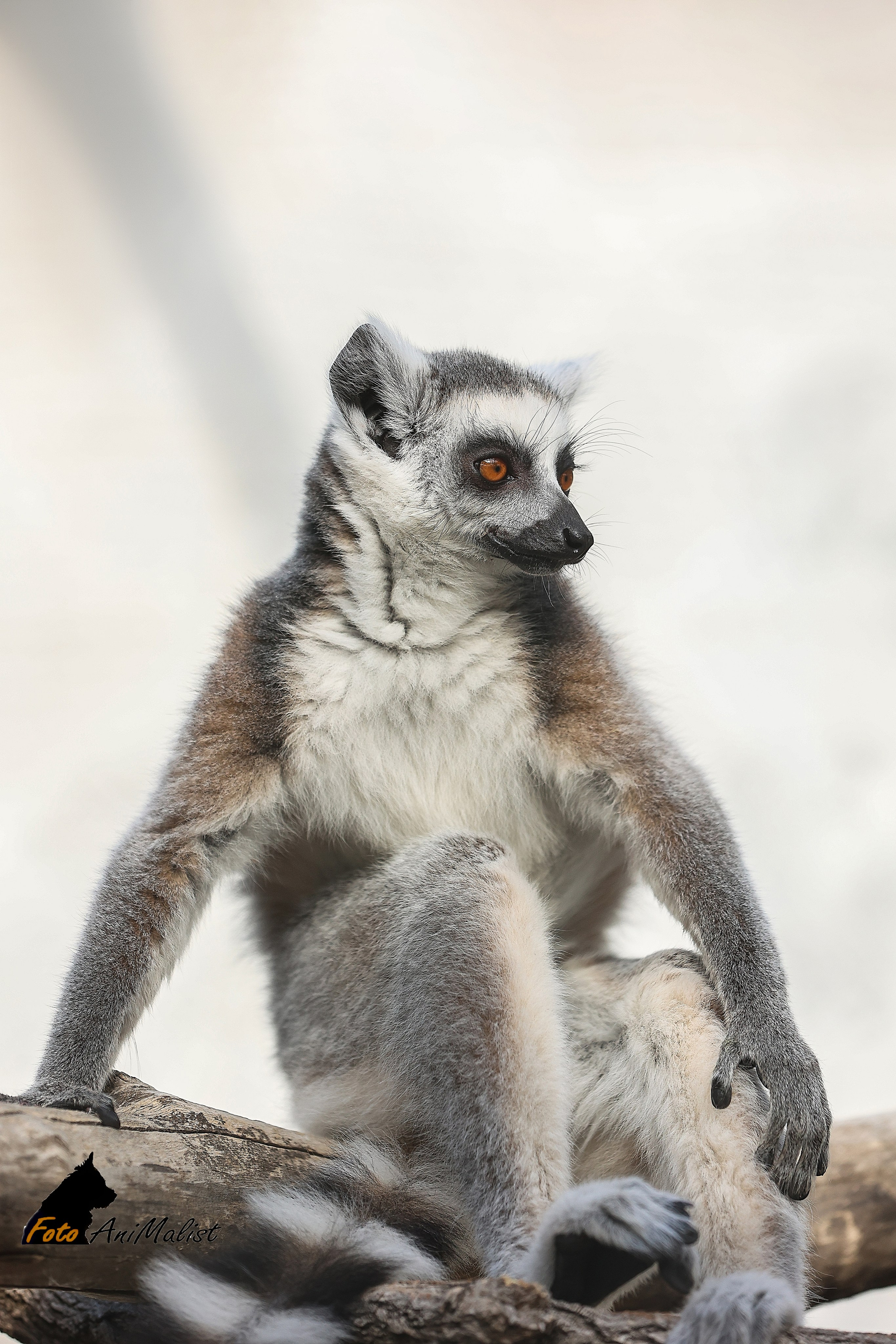 Зоопарк Малинки. Фотограф-АниМалист Анна Абрамова