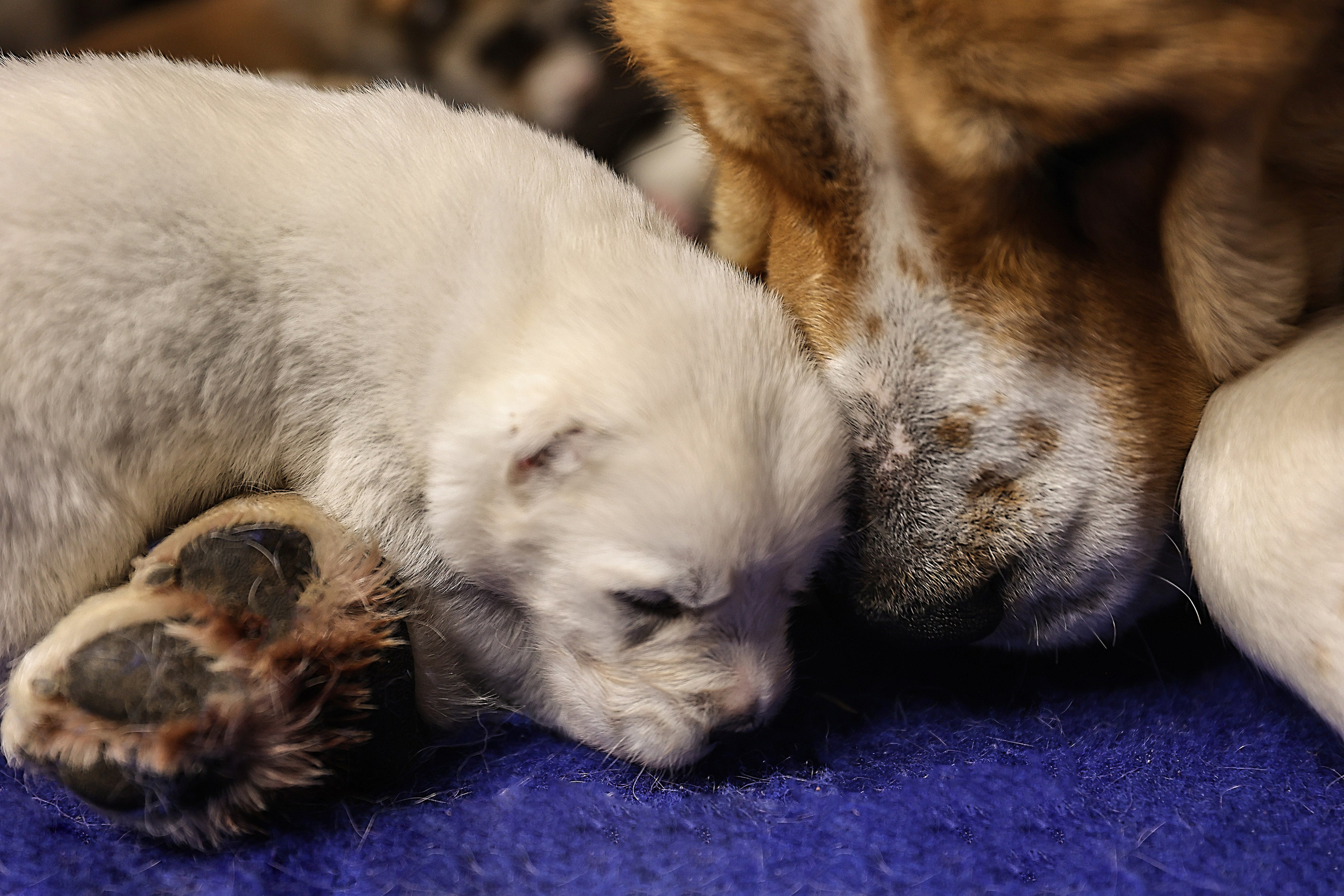 ФОТОССЕСИЯ ЩЕНКОВ. Фотограф-АниМалист Анна Абрамова