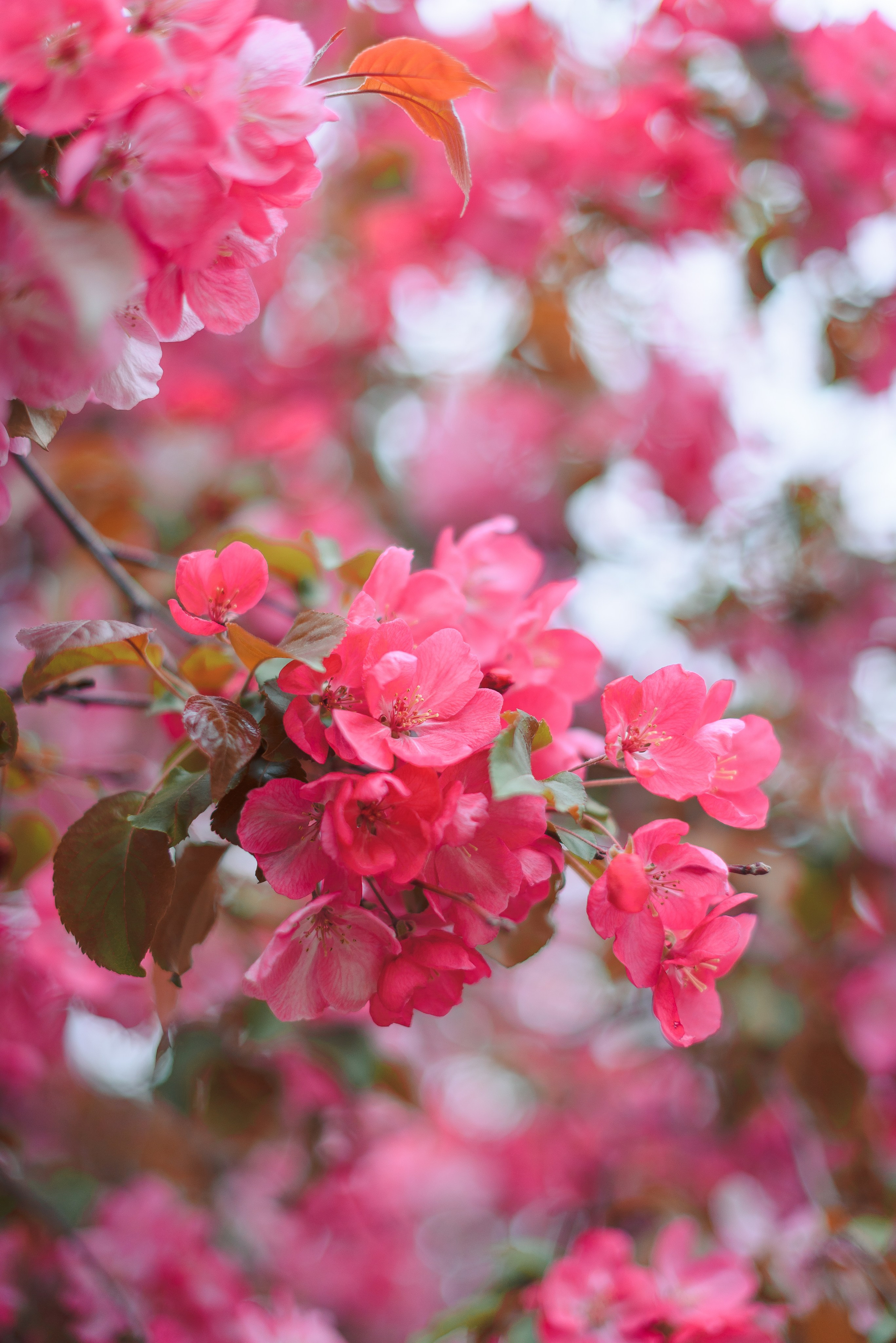 Весенняя прогулка Виктора и Наталии. Свадебный и семейный фотограф в Москве Юлия Винник