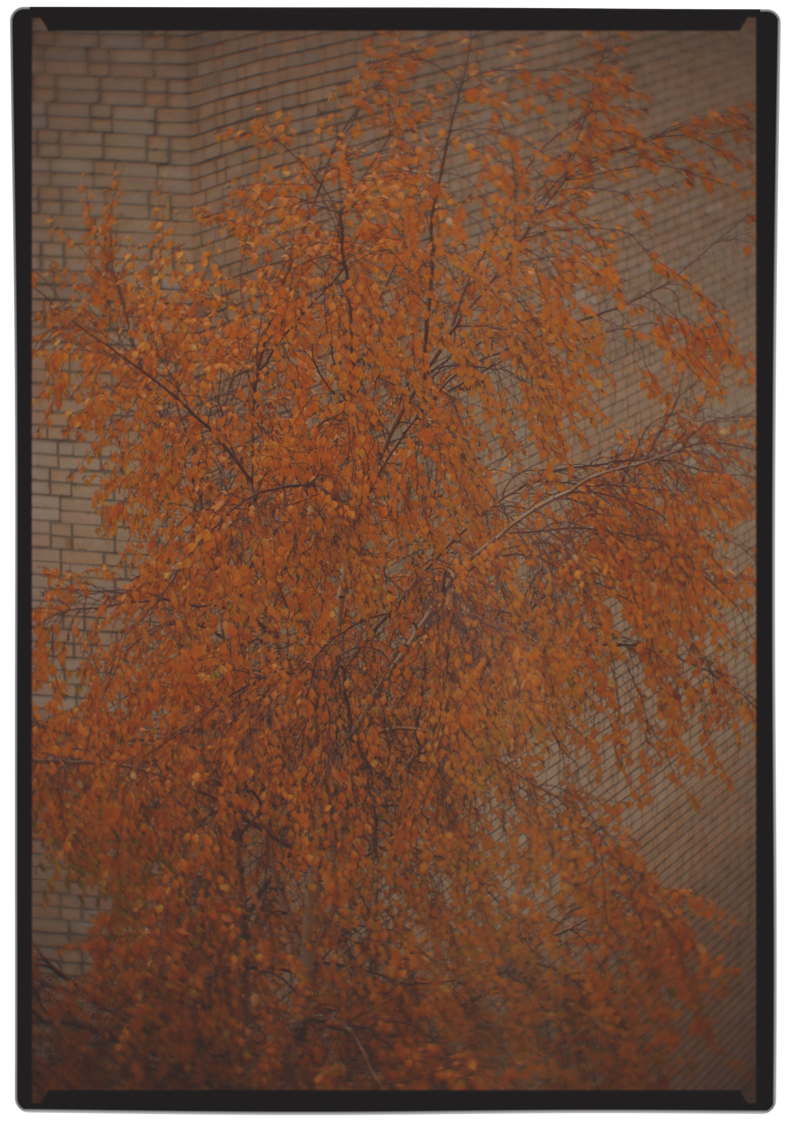 Листья 🍂. Миша Печёнкин | фотография