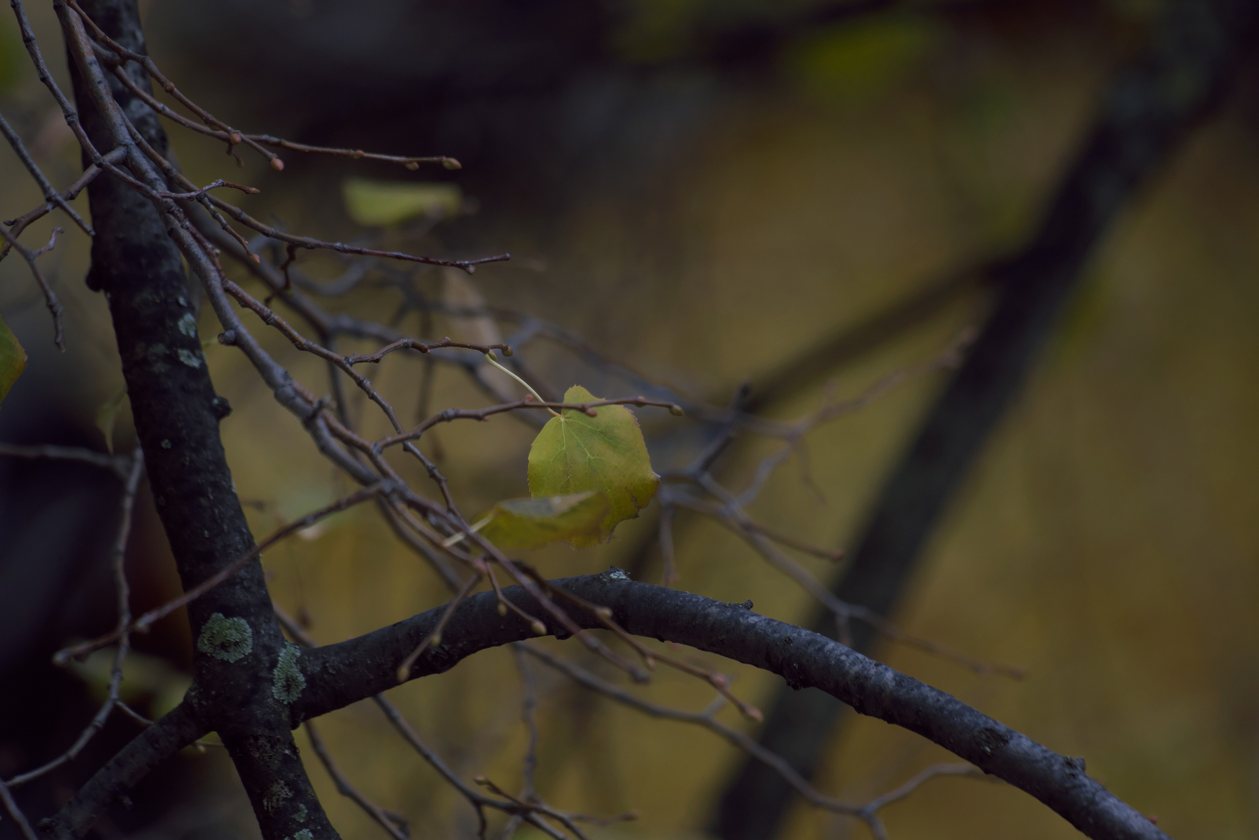 Осенний двор 🍂. Миша Печёнкин | фотография