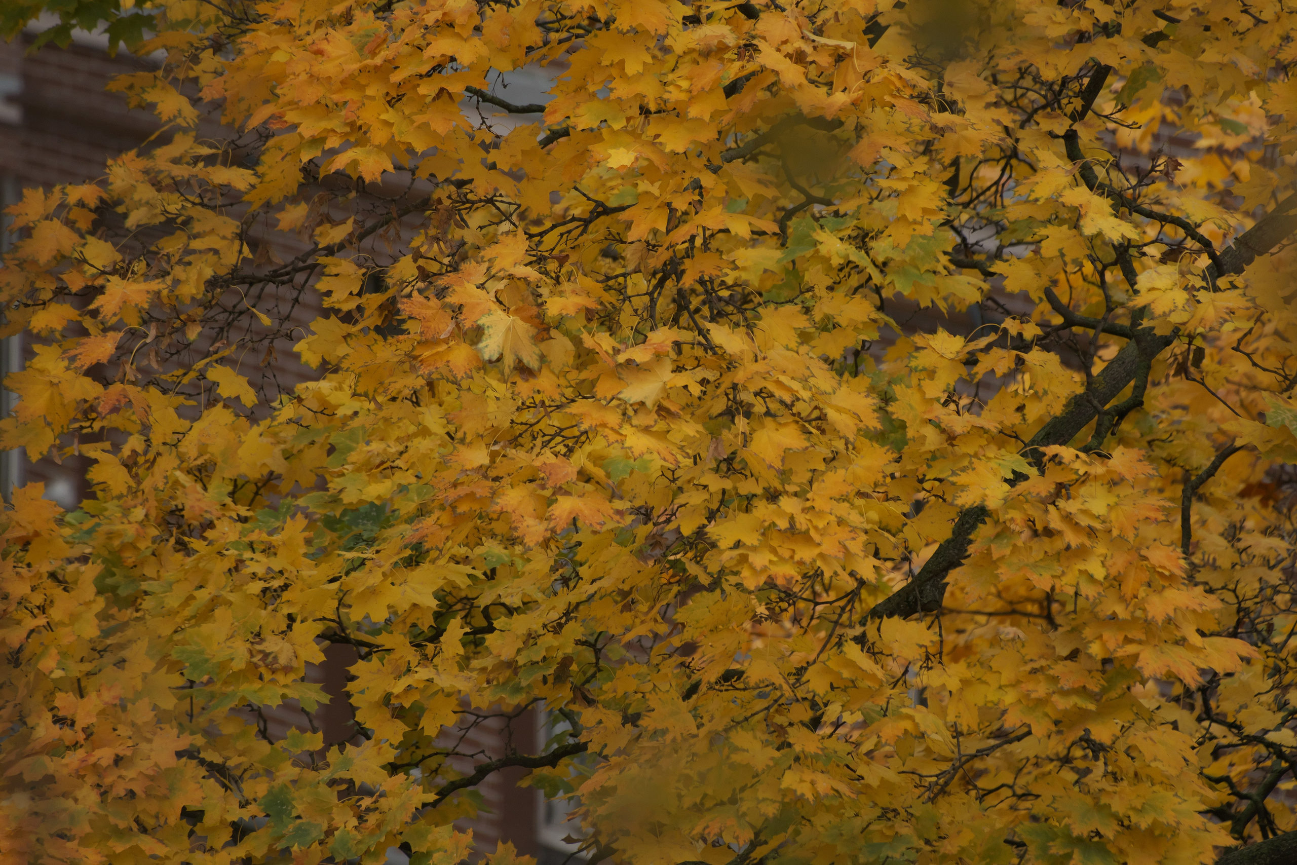 Осенние листья 🍂. Миша Печёнкин | фотография