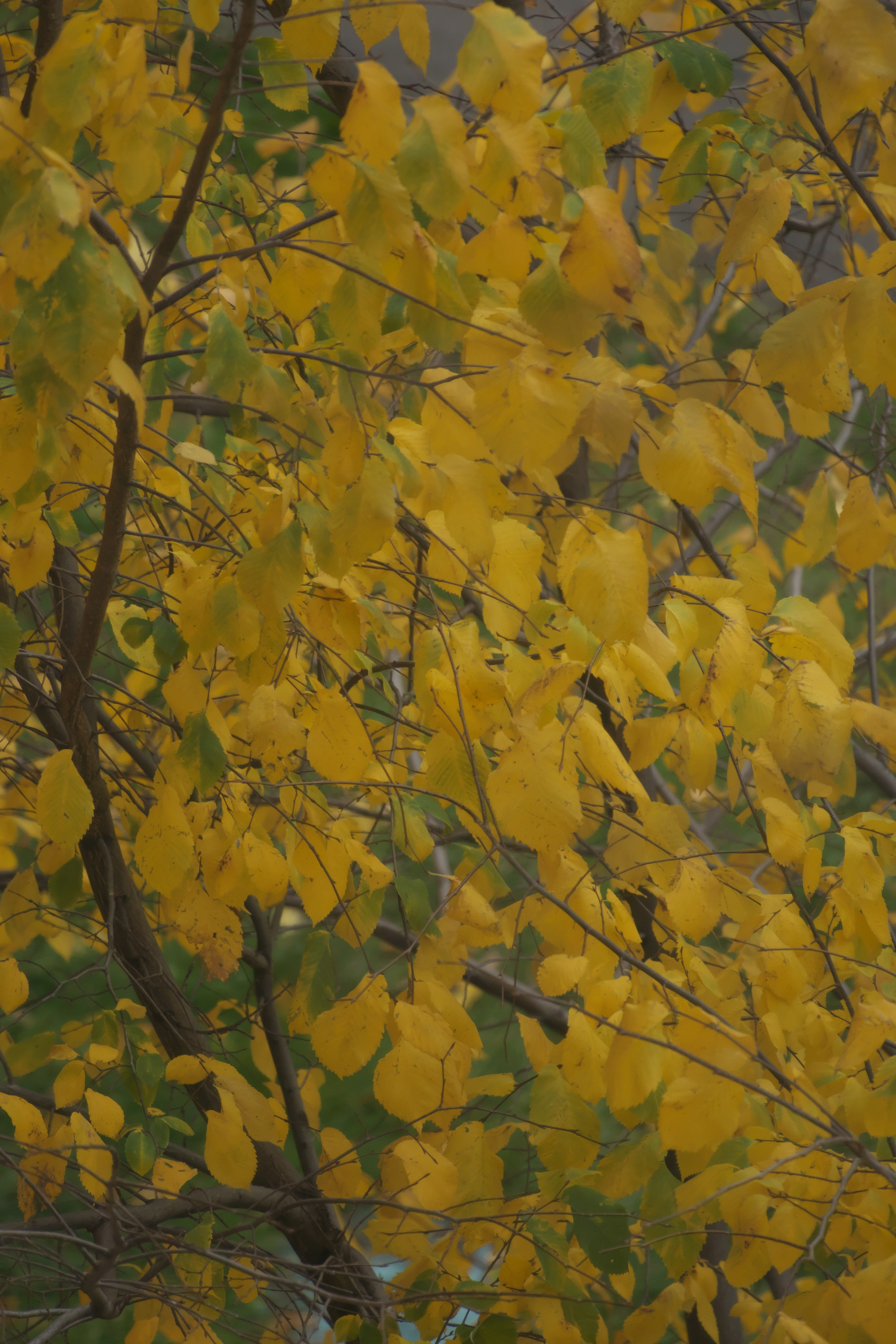 Осенние листья 🍂. Миша Печёнкин | фотография