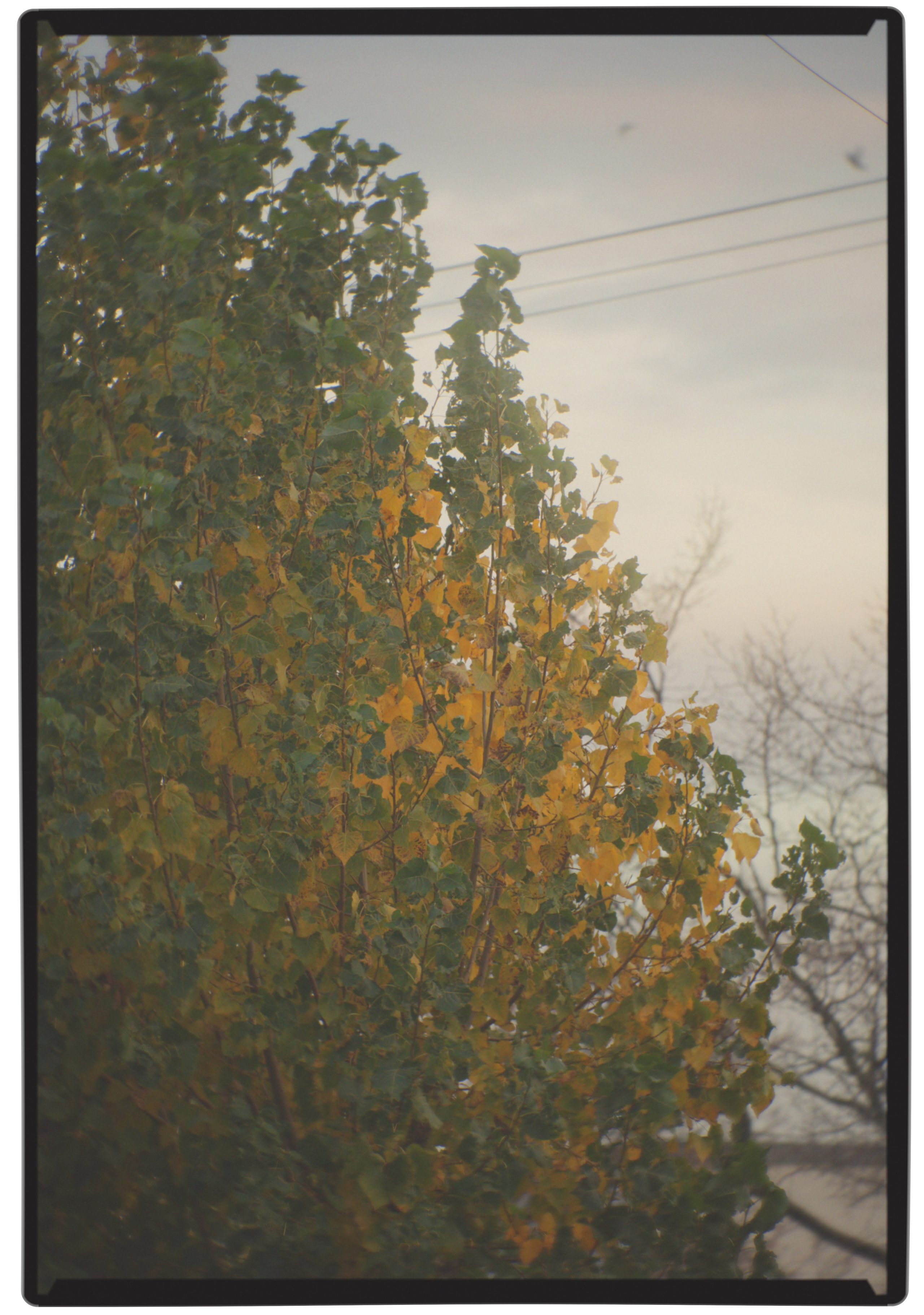 Листья 🍂. Миша Печёнкин | фотография