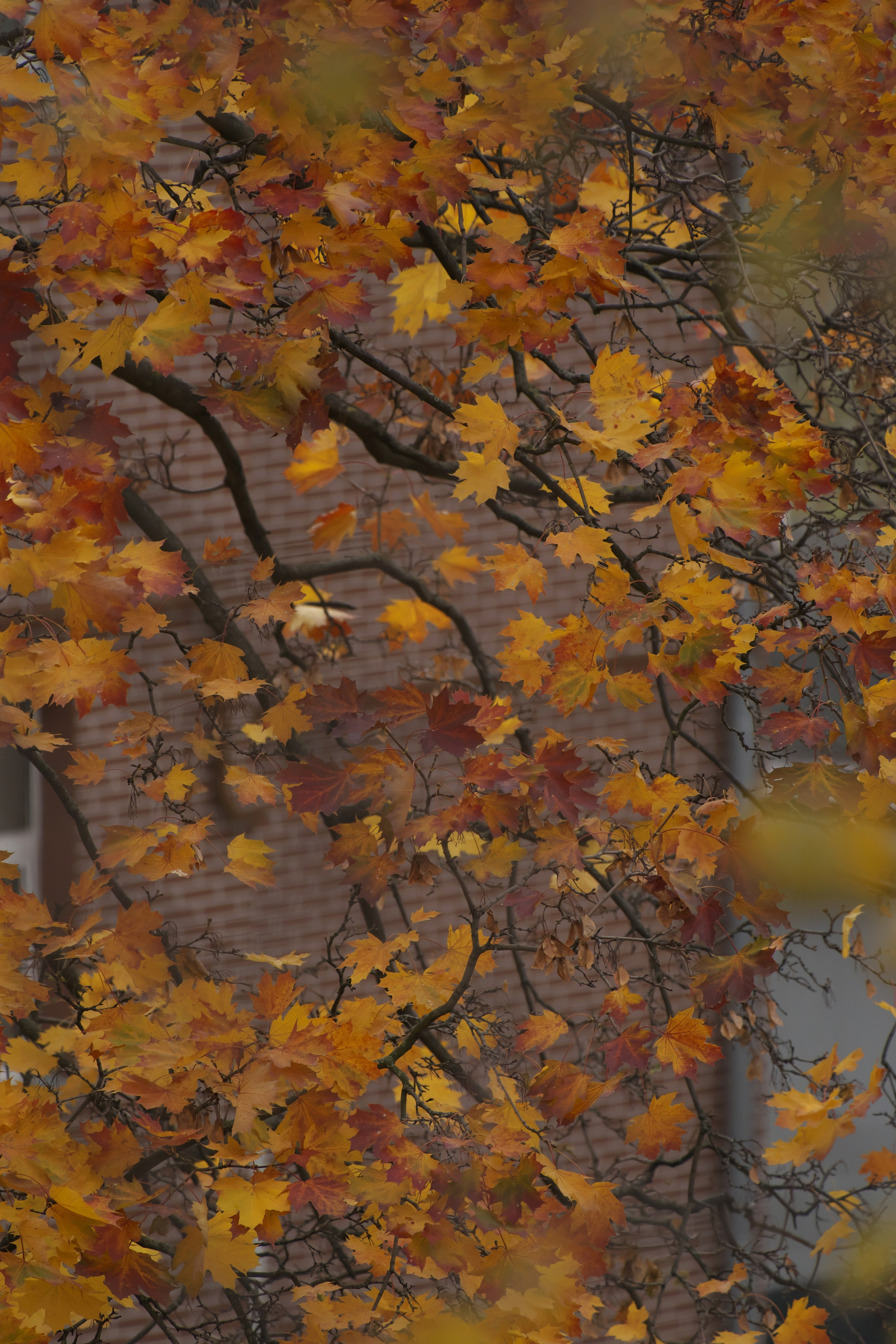 Осенние листья 🍂. Миша Печёнкин | фотография