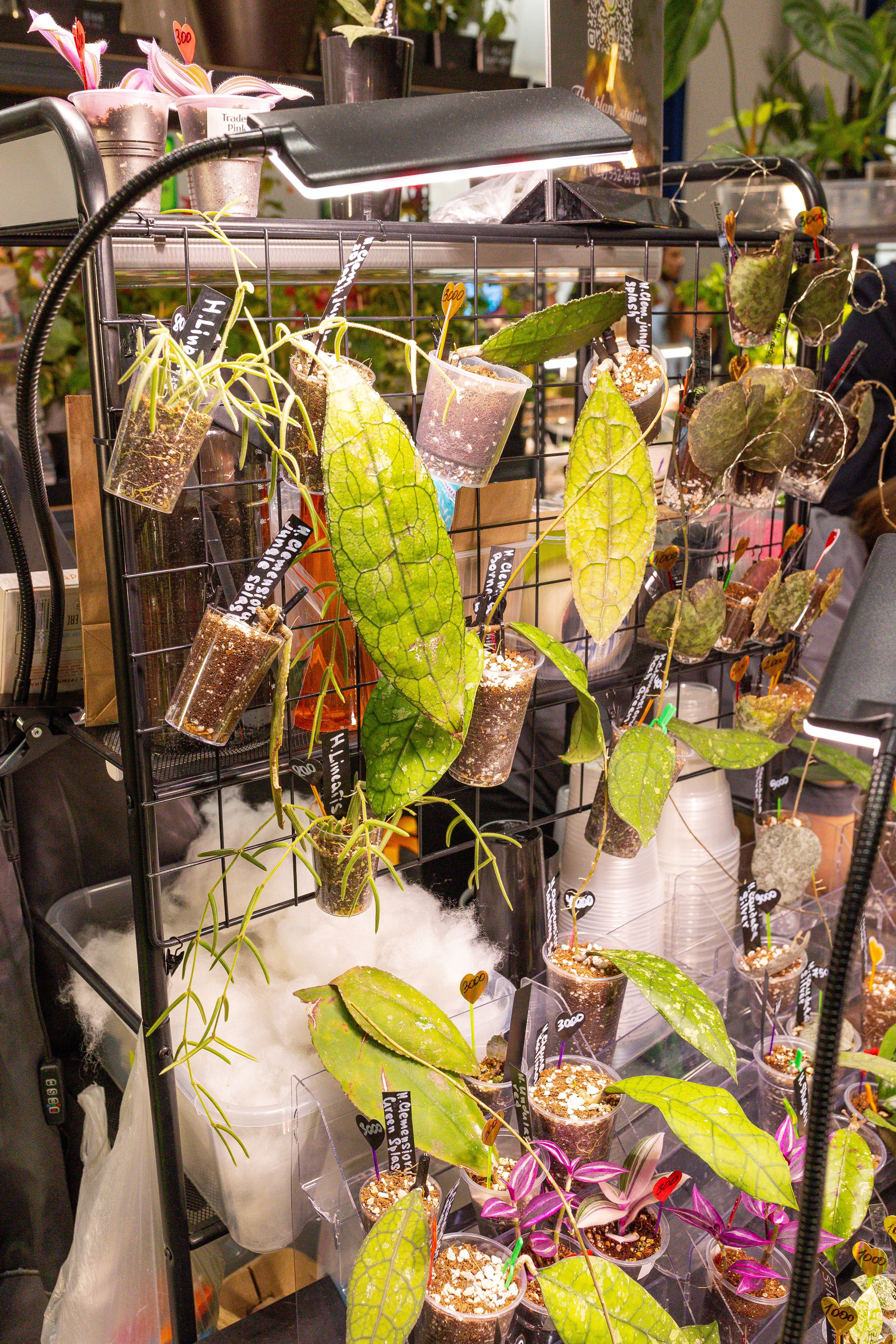 Монстериум 11–12 октября. Александра Куликова фотограф, Москва