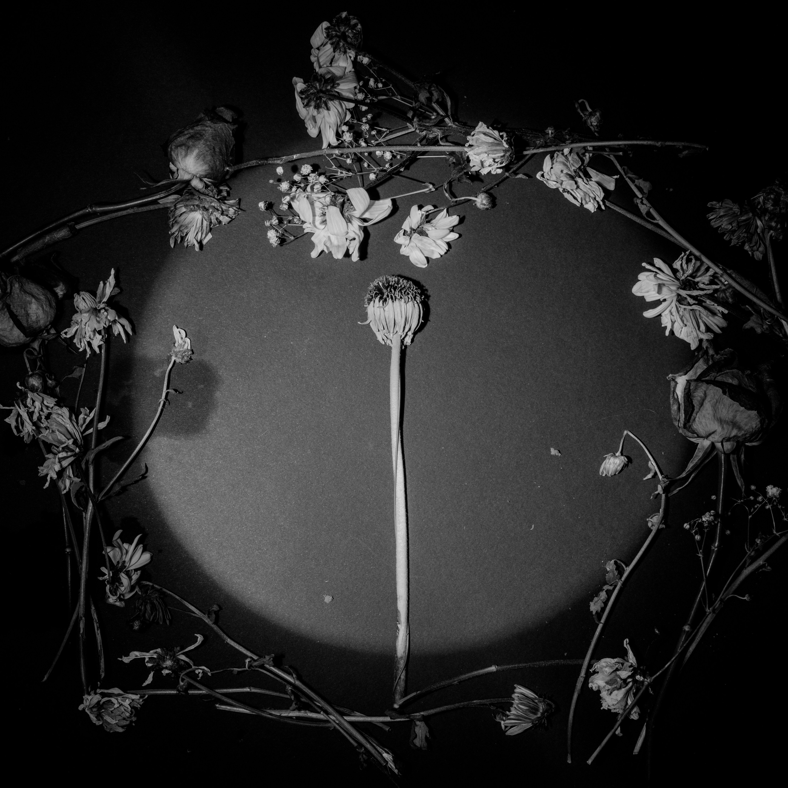 Цветы. Фотограф Александр Тихонов