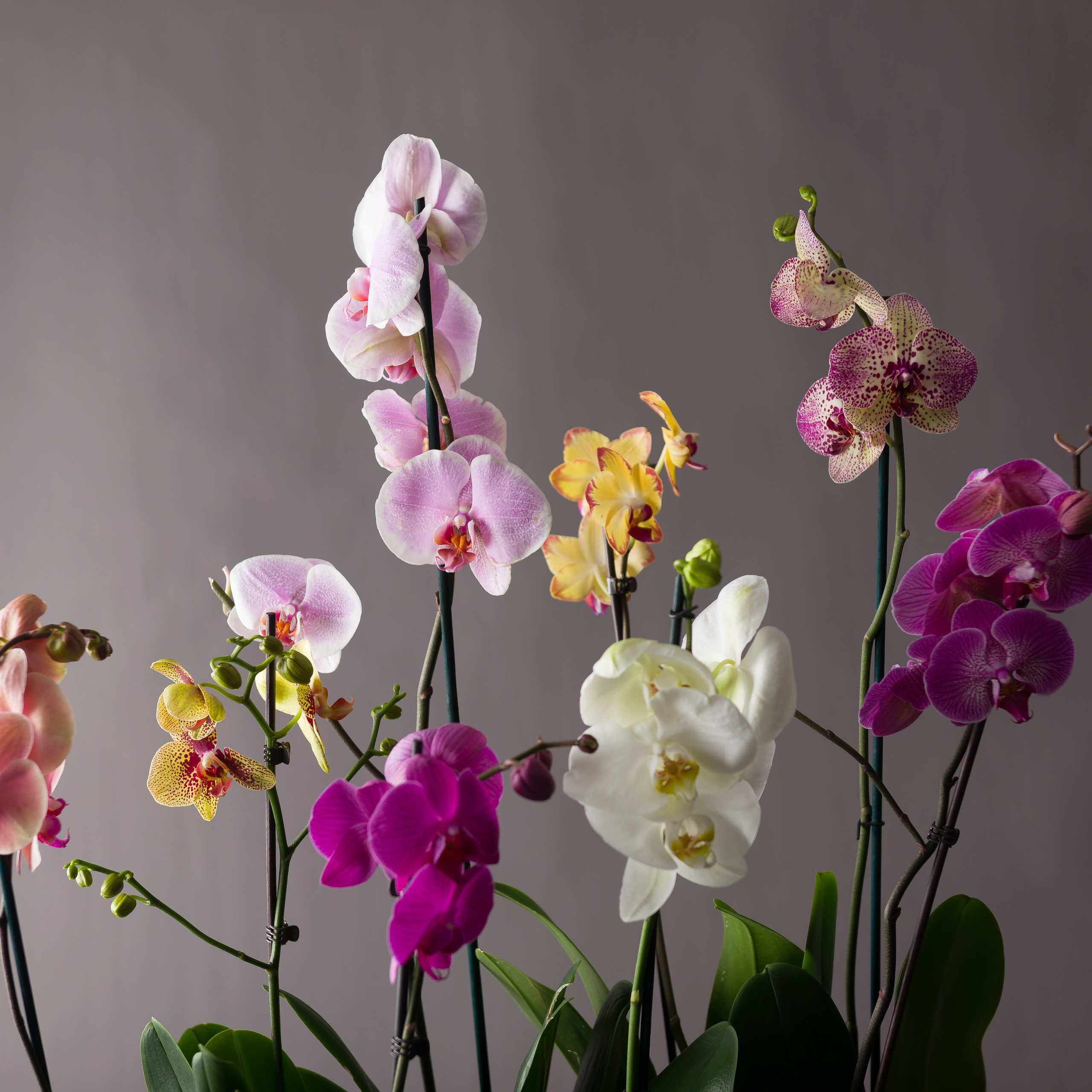 Сatalog shooting. Photo & Video production, in Bishkek, Kyrgyzstan