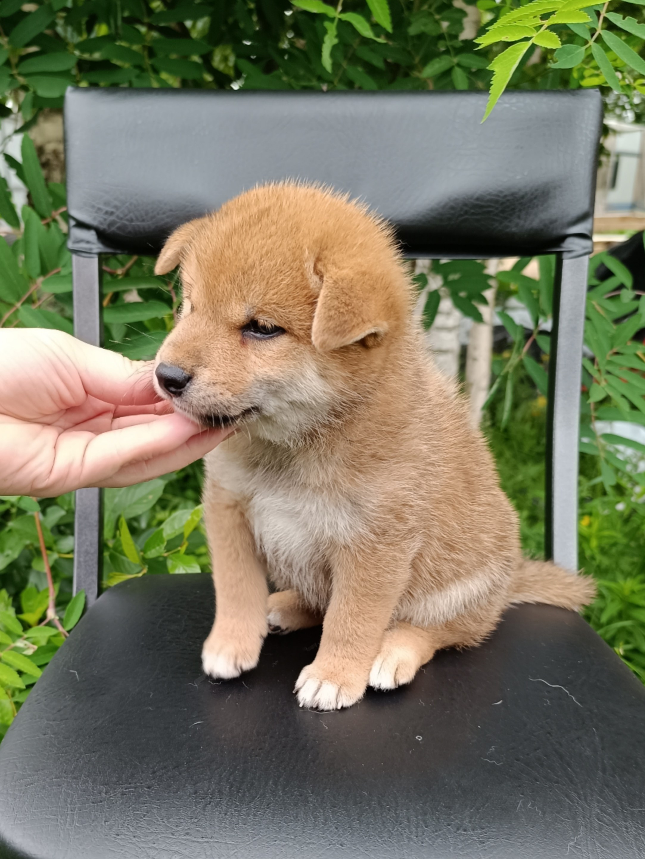 сиба питомник Рубилайт щенки на продажу rubylight  сиба щенки купить СПб Санкт-Петербург