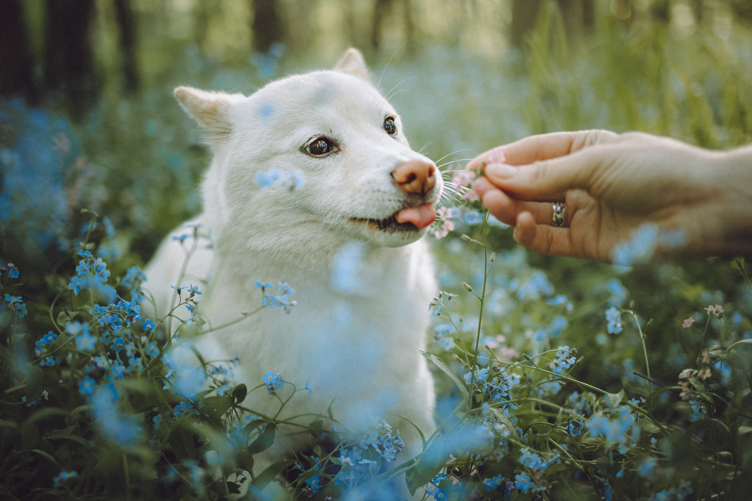 Шед, Цири, Чиби, Цера и их семья