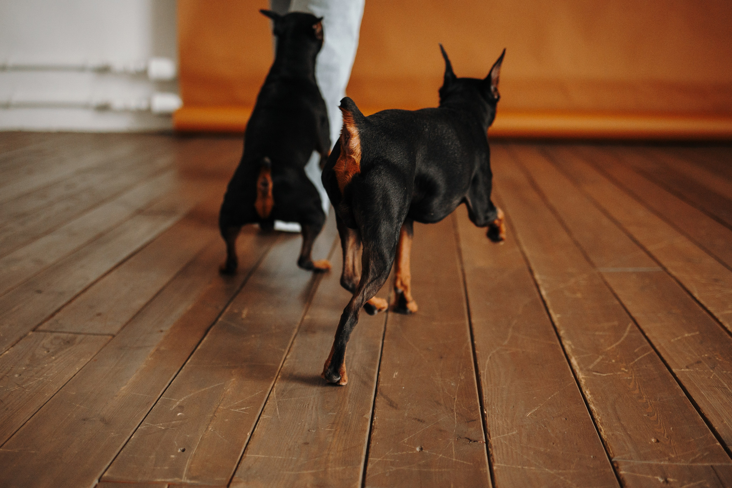 Катя и ее мальчики. Фотограф — Анималист | Санкт-Петербург