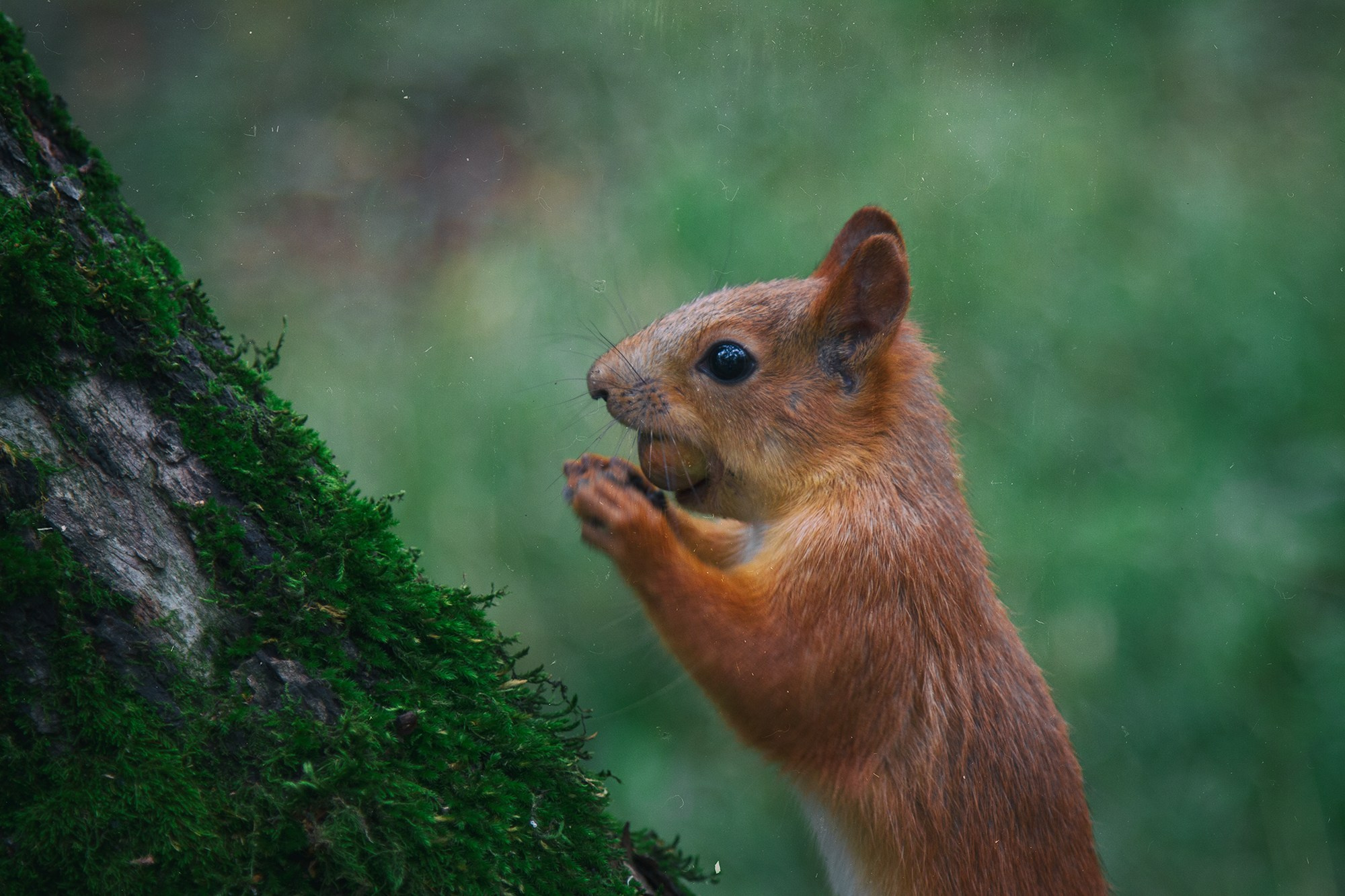 Фотограф Алексей Седойкин