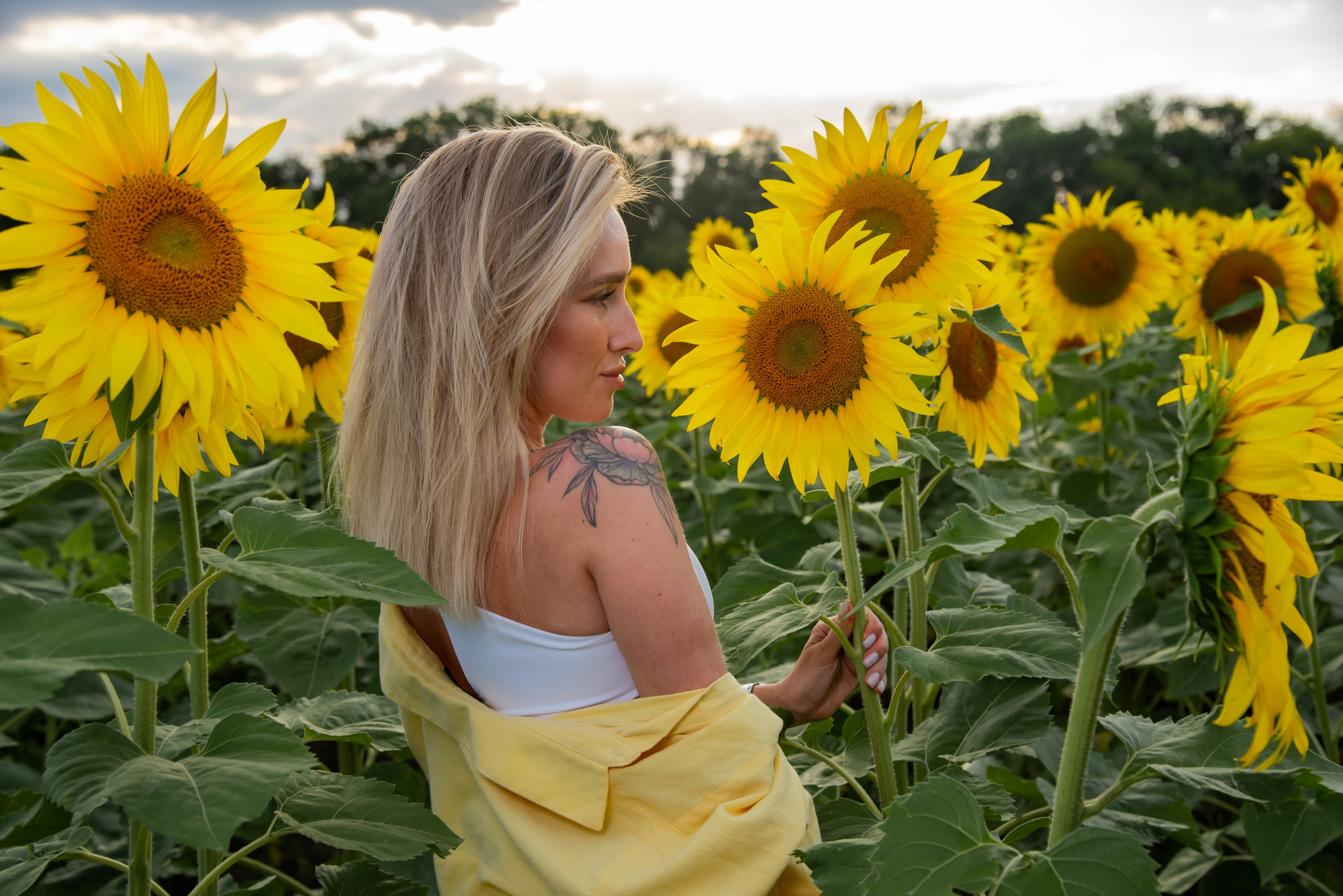 Подсолнух. Фотограф Галина Нестерова