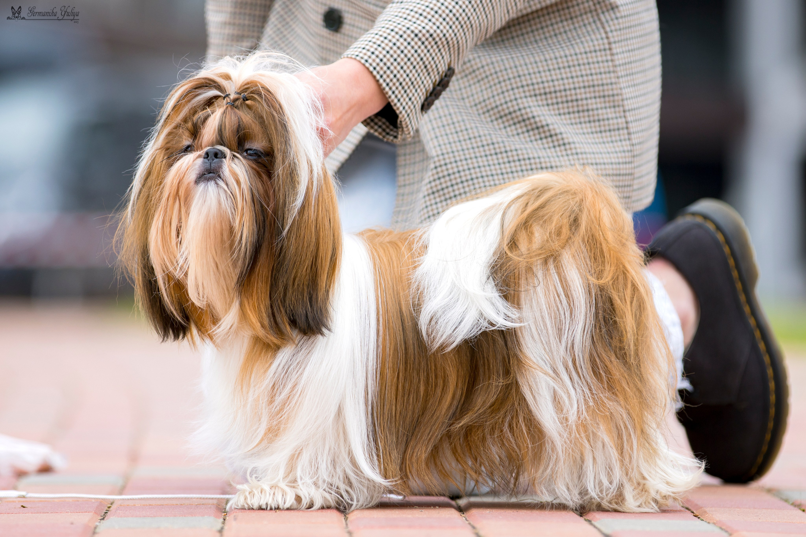 Переславль 9-10.09.2023. Фотограф-анималист Юлия Германика