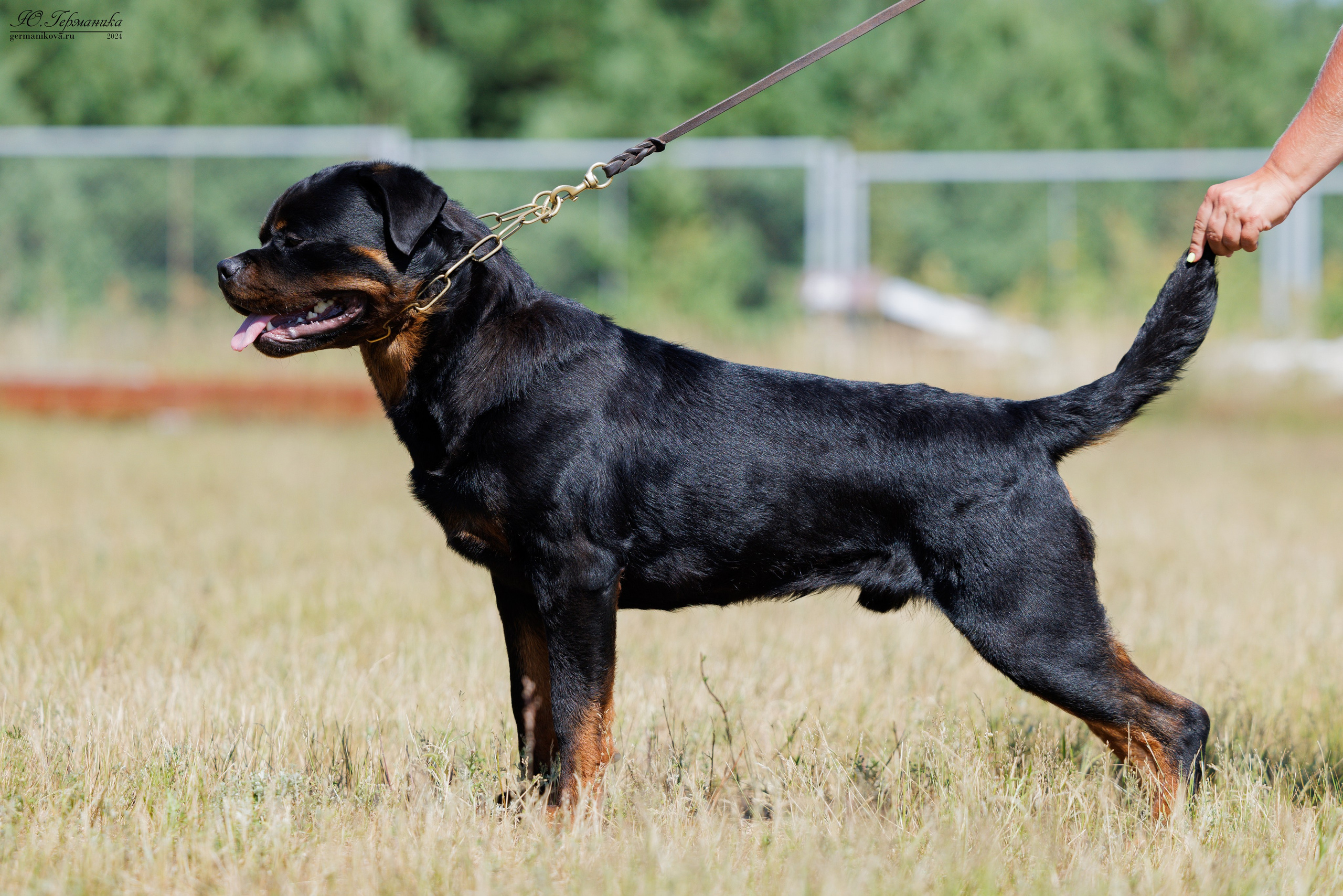 ПК и КЧК ротвейлеры Тверь 6-7.07.2024. Фотограф-анималист Юлия Германика