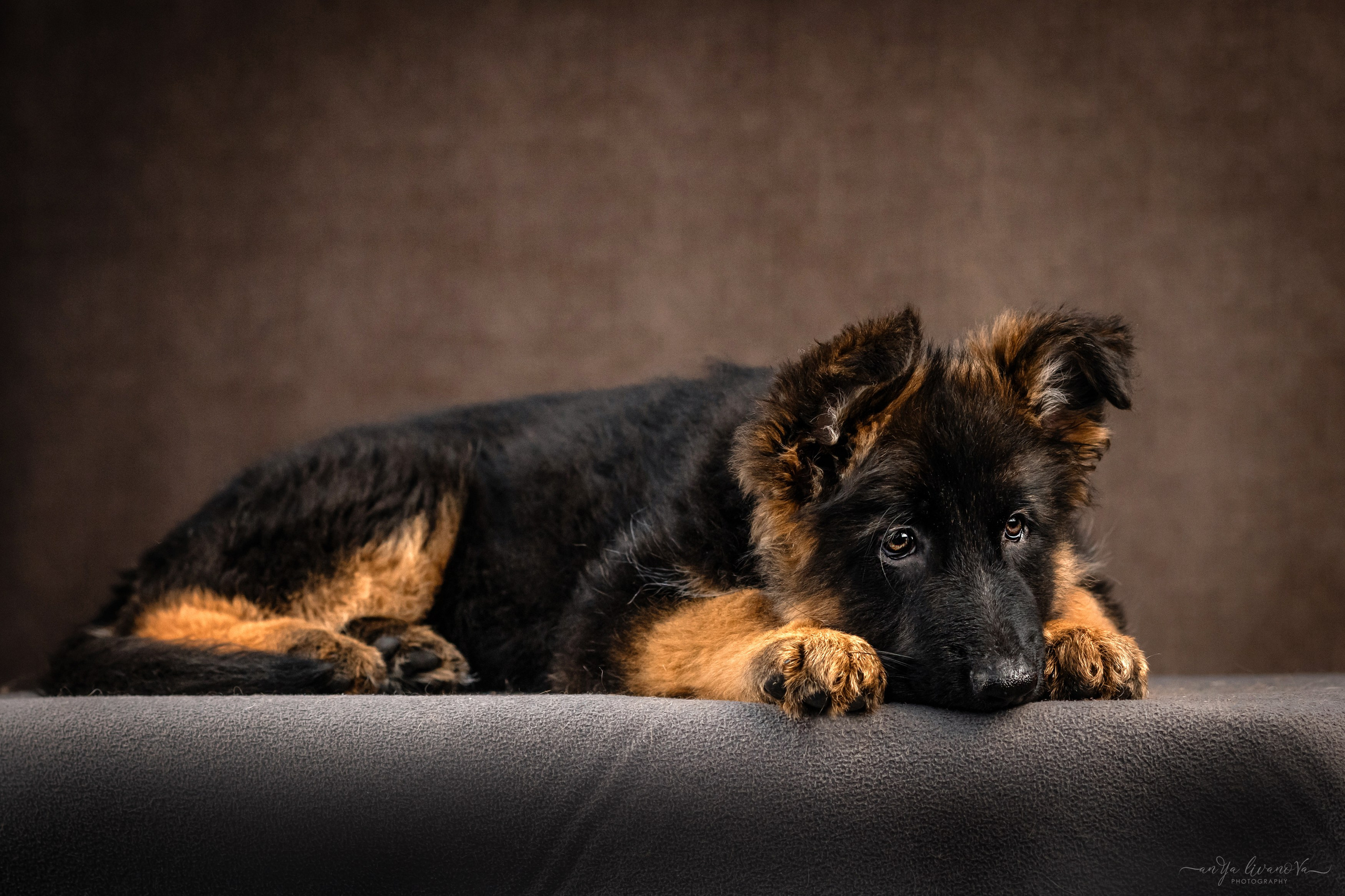 Овчарята. Фотограф анималист Аня Ливанова | Рыбинск