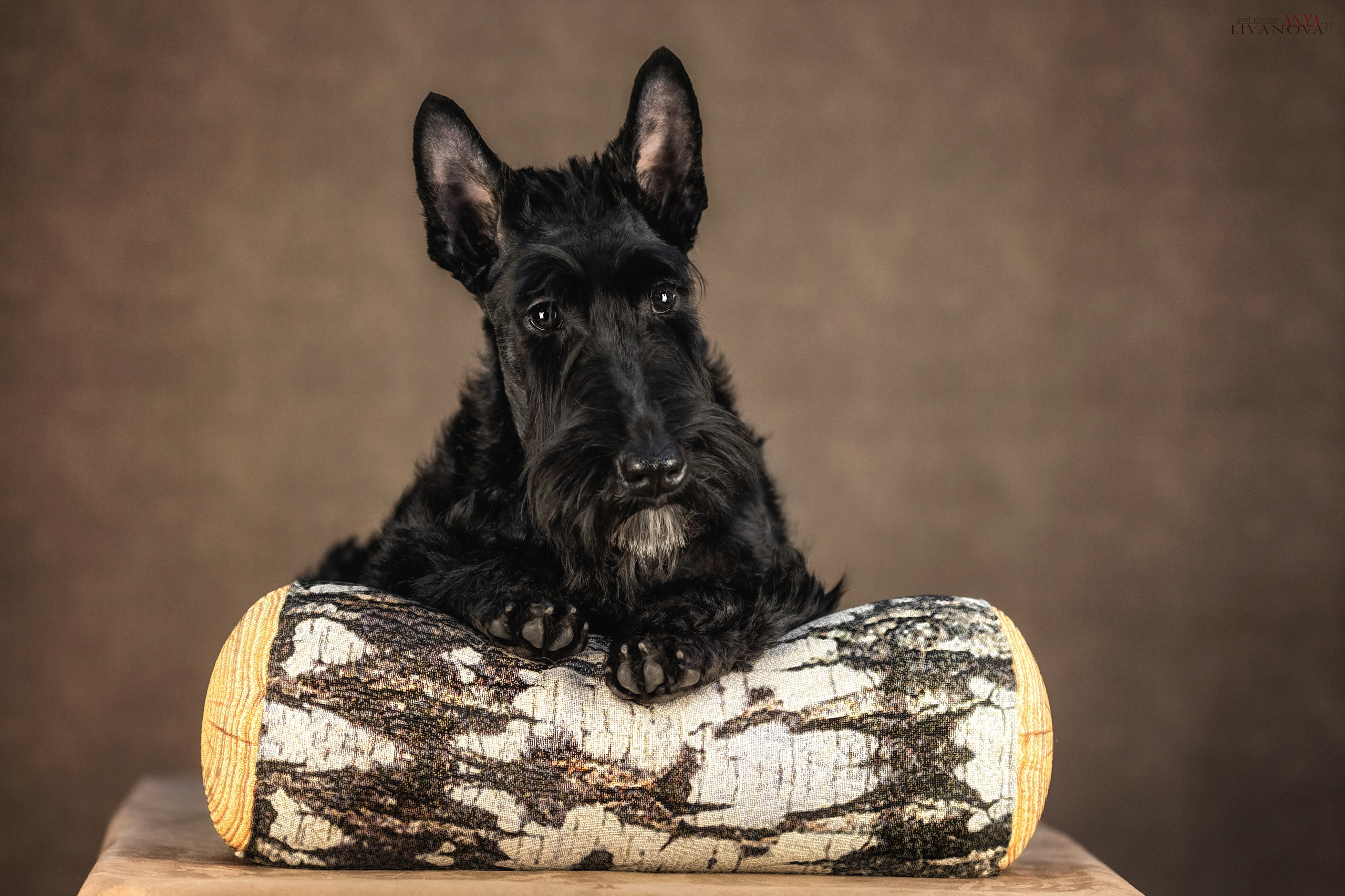 Скотч терьер. Фотограф анималист Аня Ливанова | Рыбинск