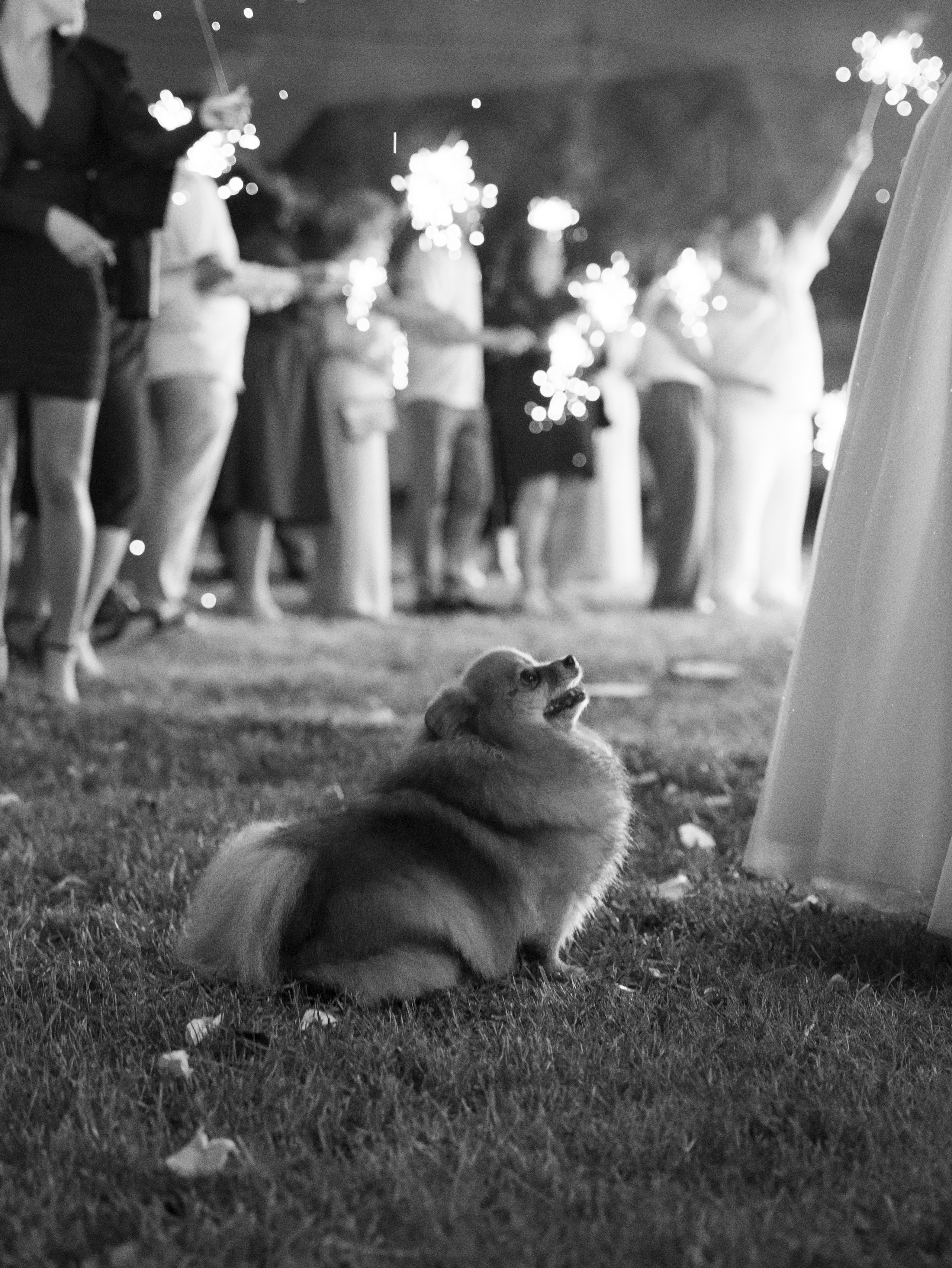 Дарья + Владислав 1.07.2023. Свадебный фотограф