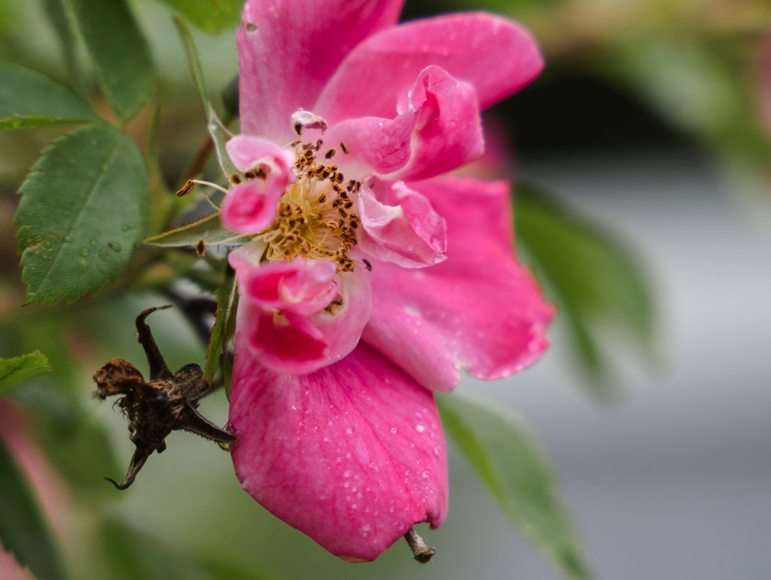 Екатерина + Дмитрий 23.06.2023. Свадебный фотограф